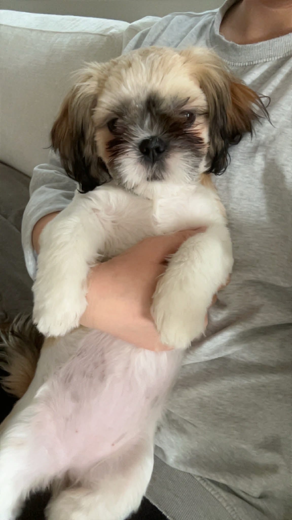 Shih tzu
