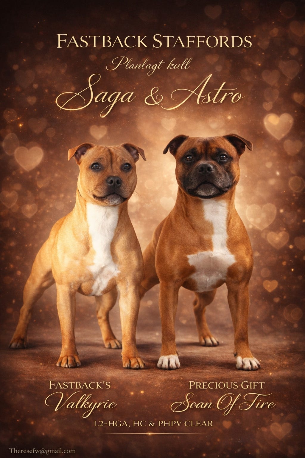 Staffordshire bull terrier