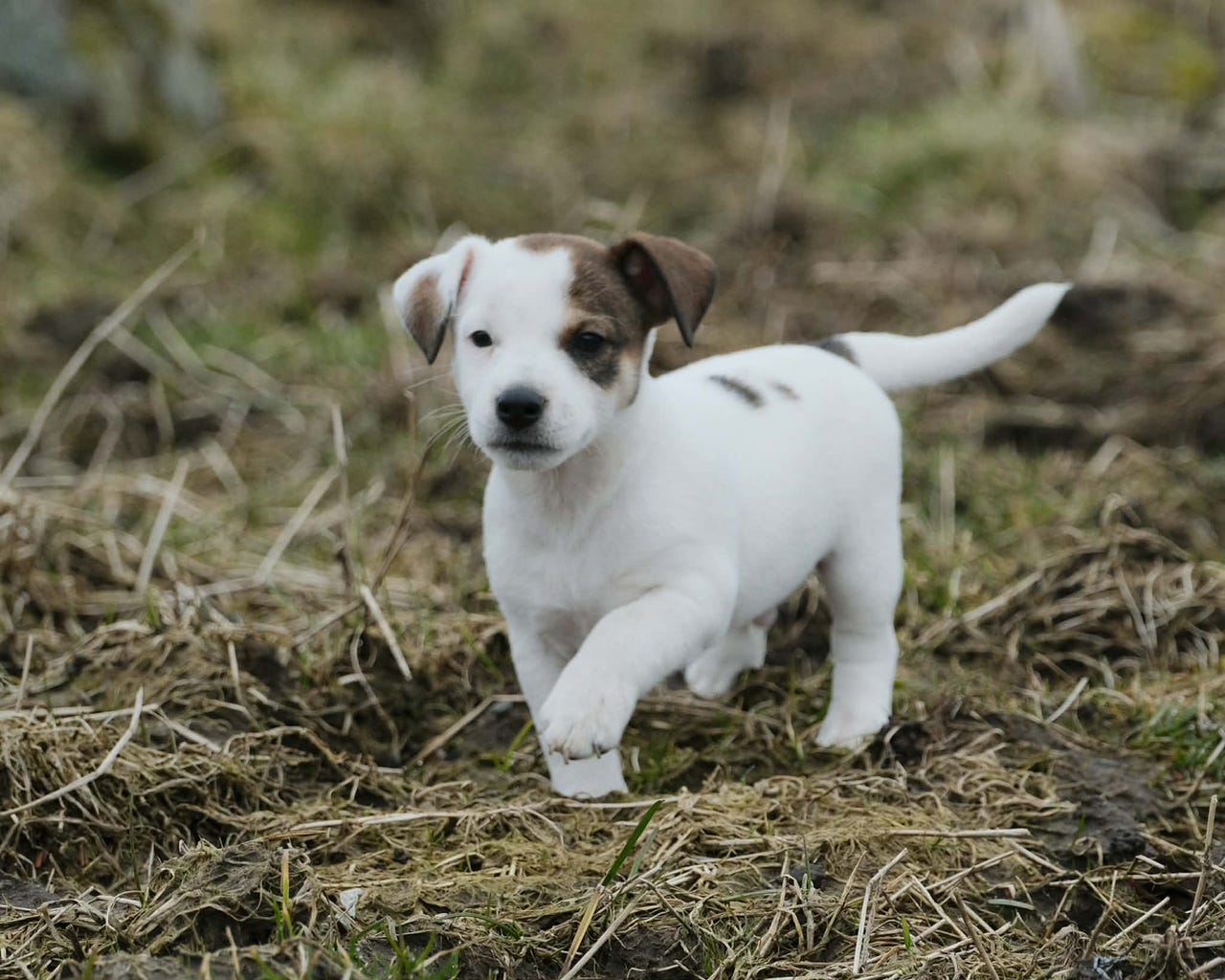 Jack russell terrier