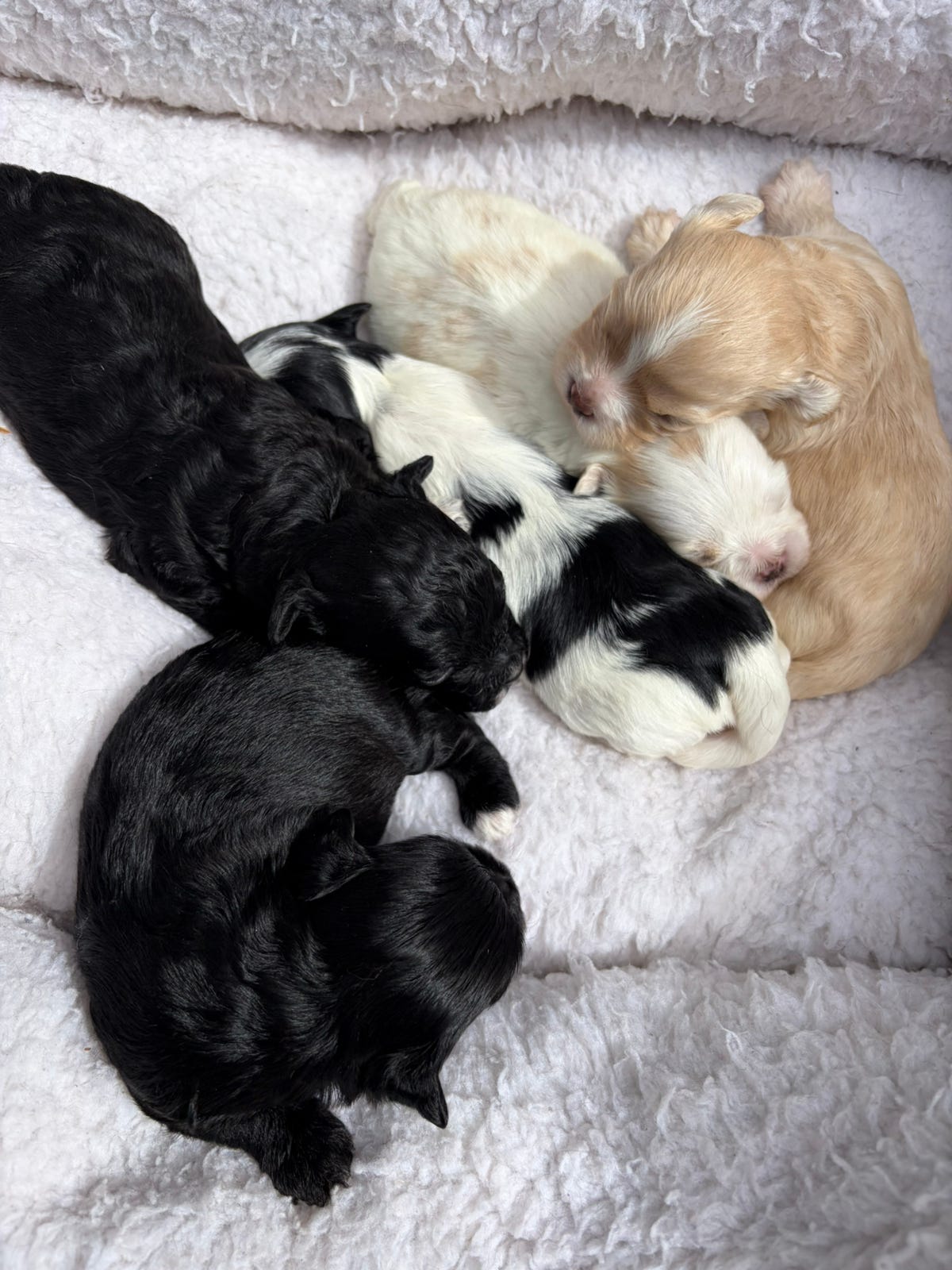 Bichon havanais
