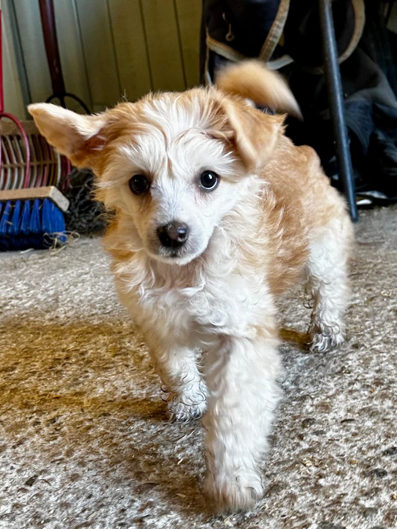 Chinese crested powderpuff