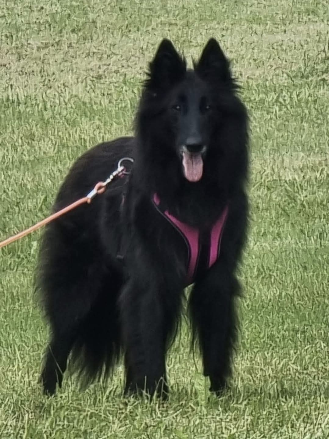 Belgisk fårehund, groenendael