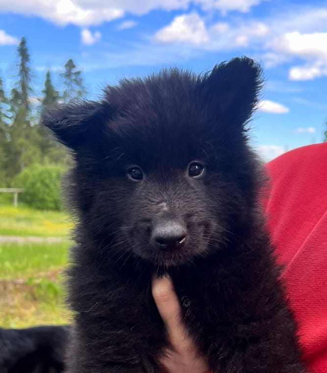 Belgisk fårehund, groenendael