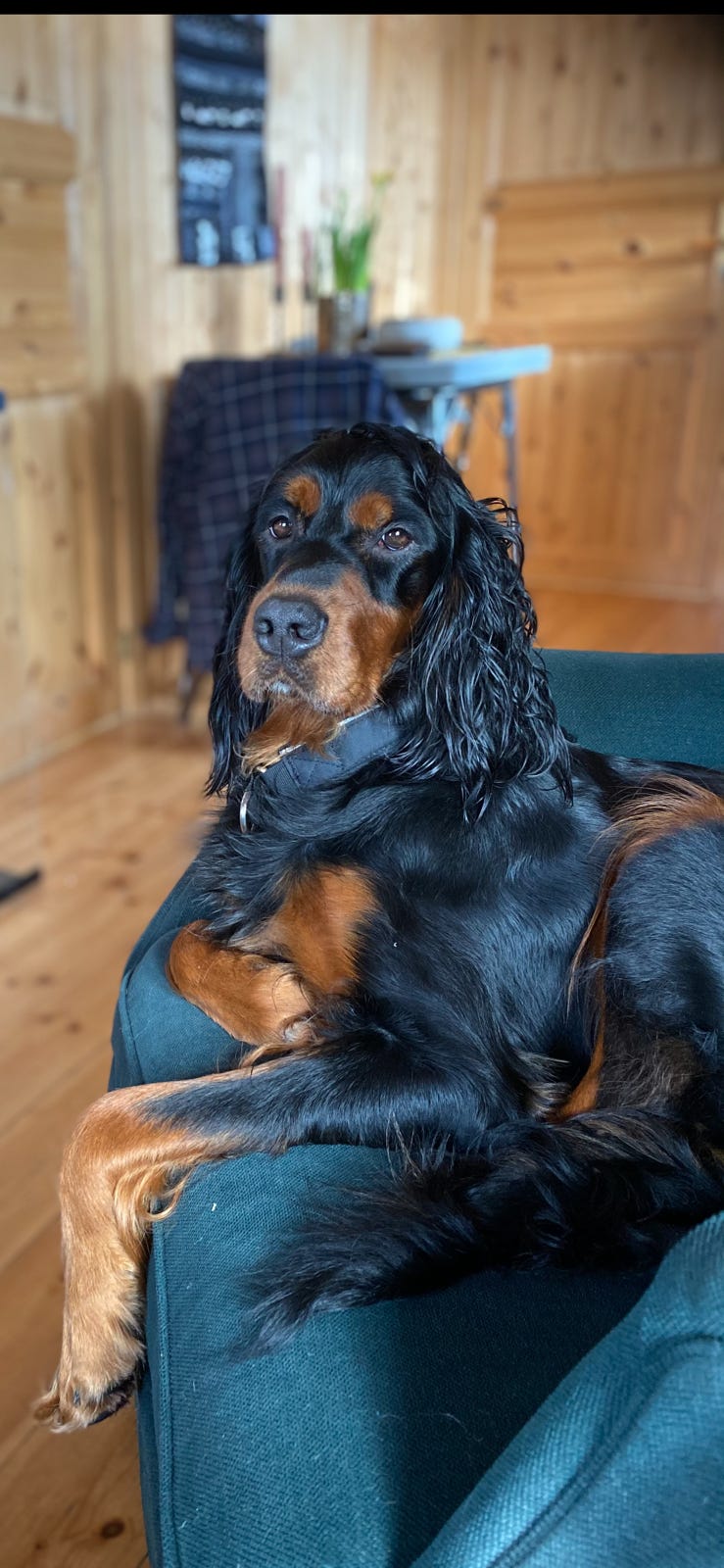 Gordon setter