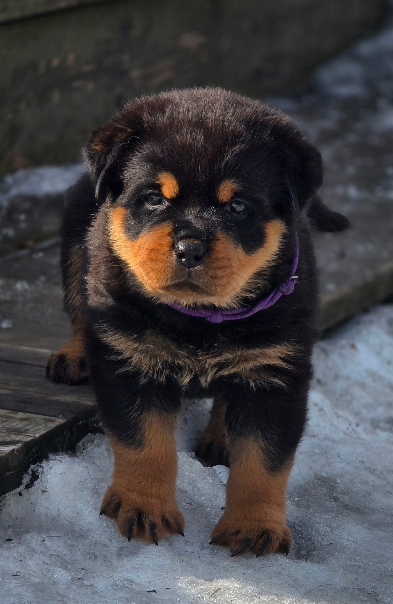 Rottweiler