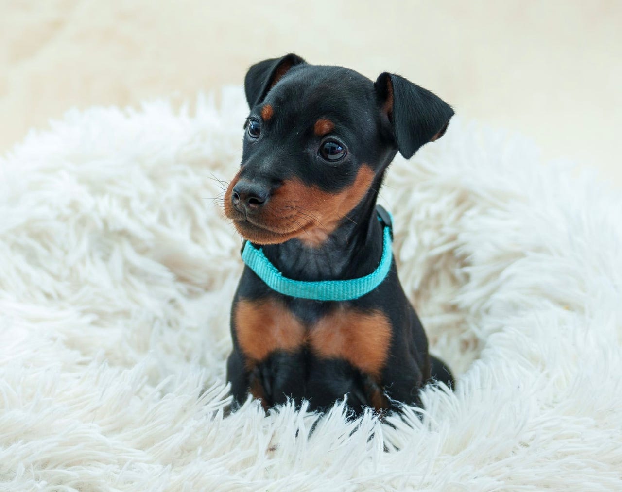 Dvergpinscher