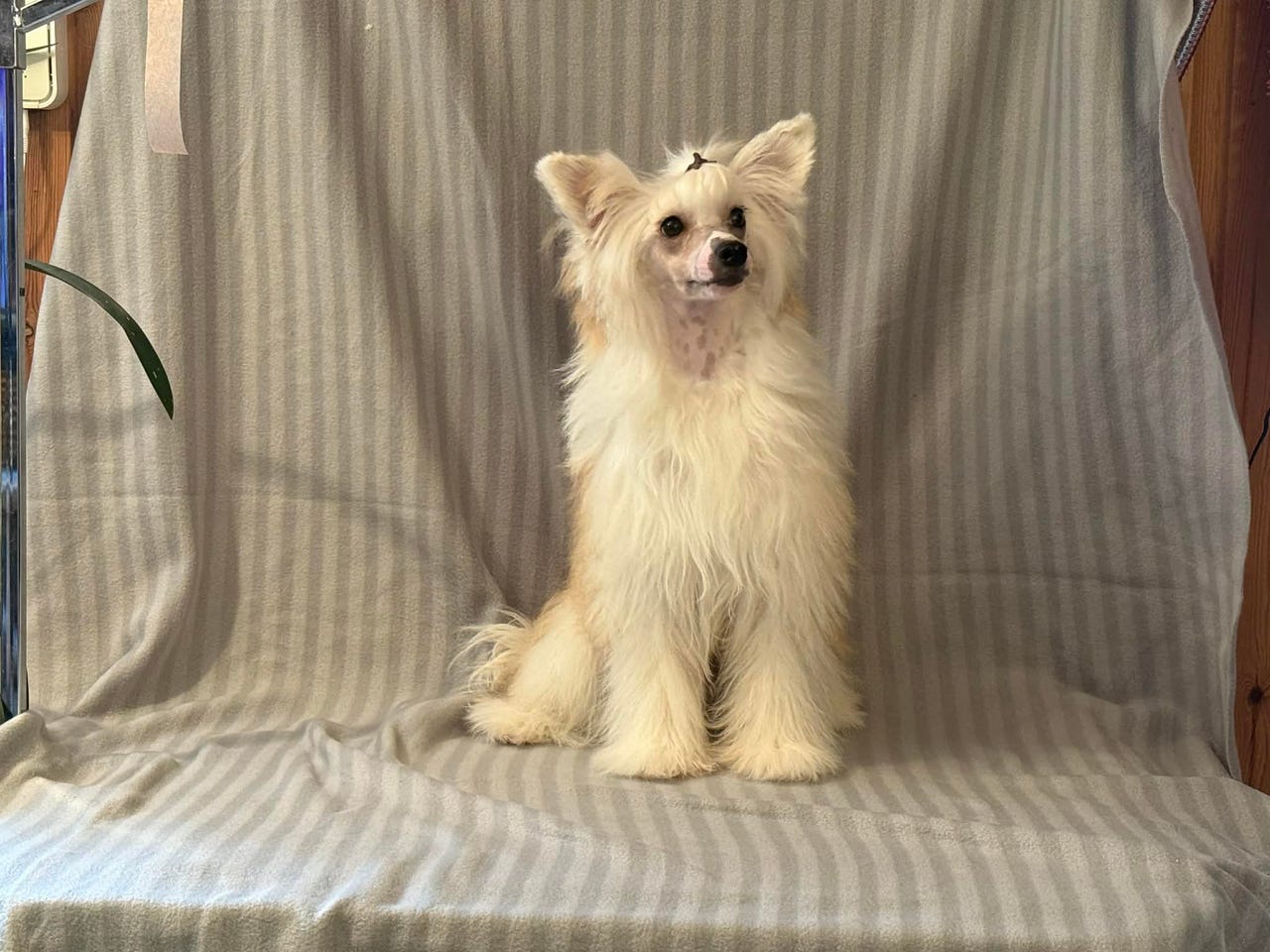 Chinese crested powderpuff