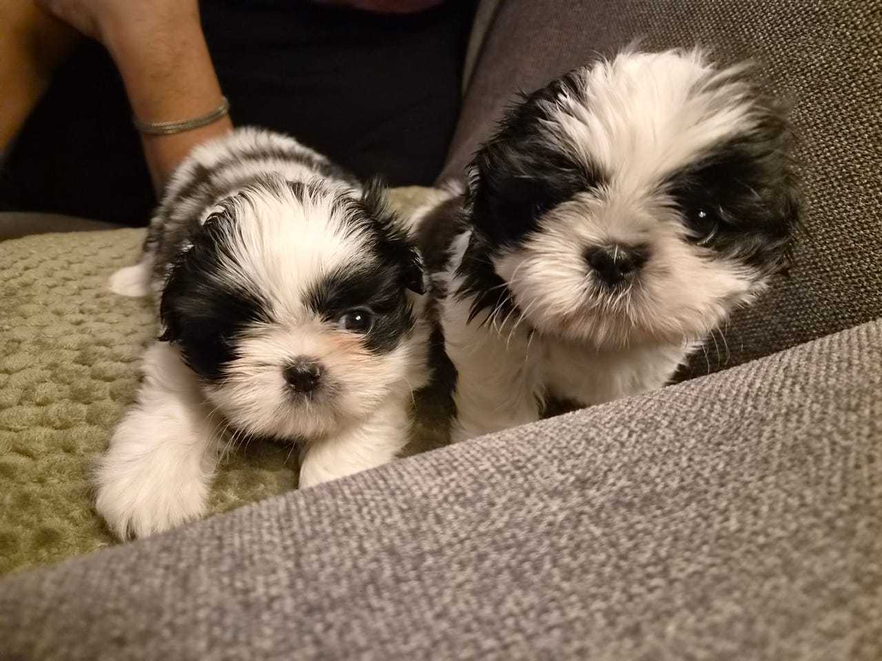 Shih tzu