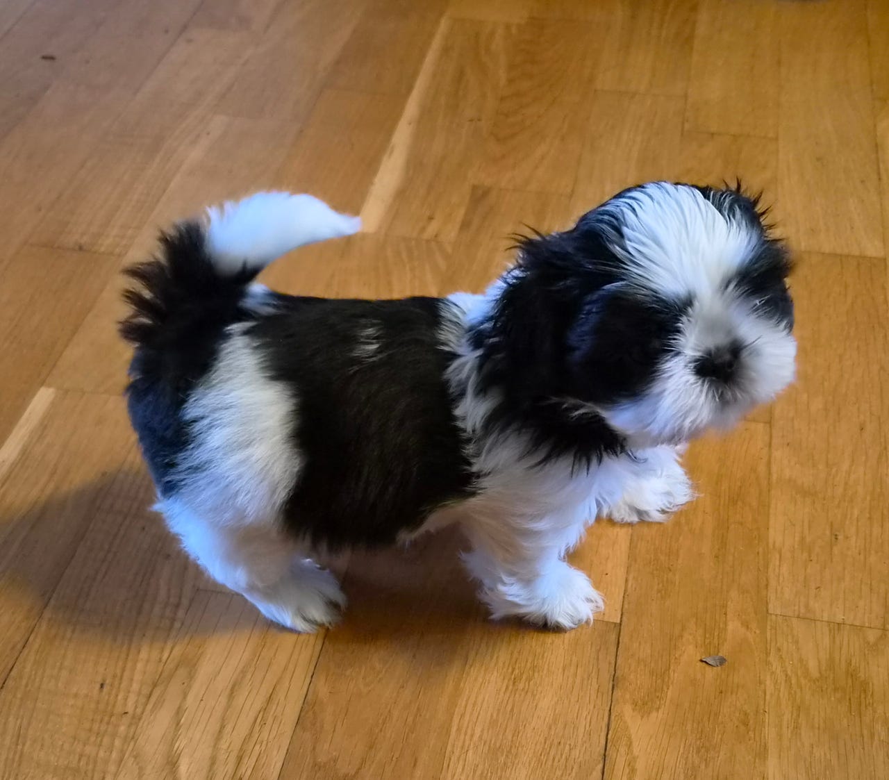 Shih tzu