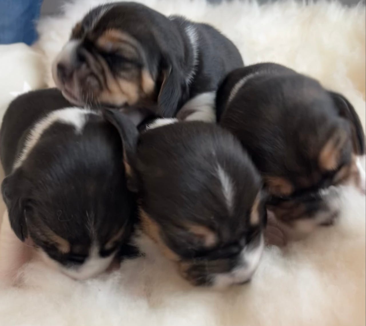 Beagle