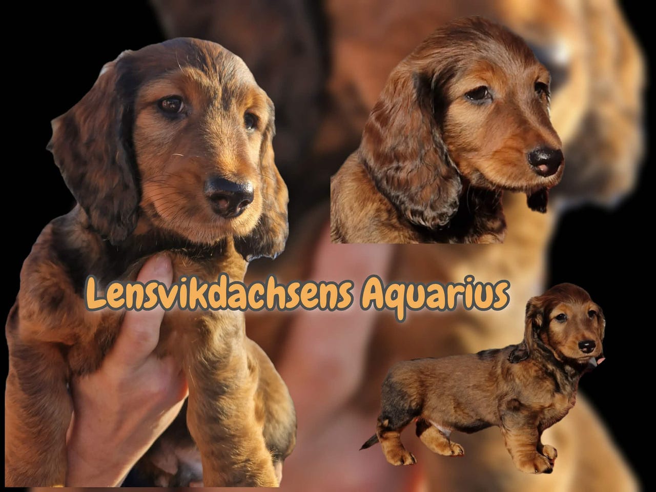 Dachshund langhåret