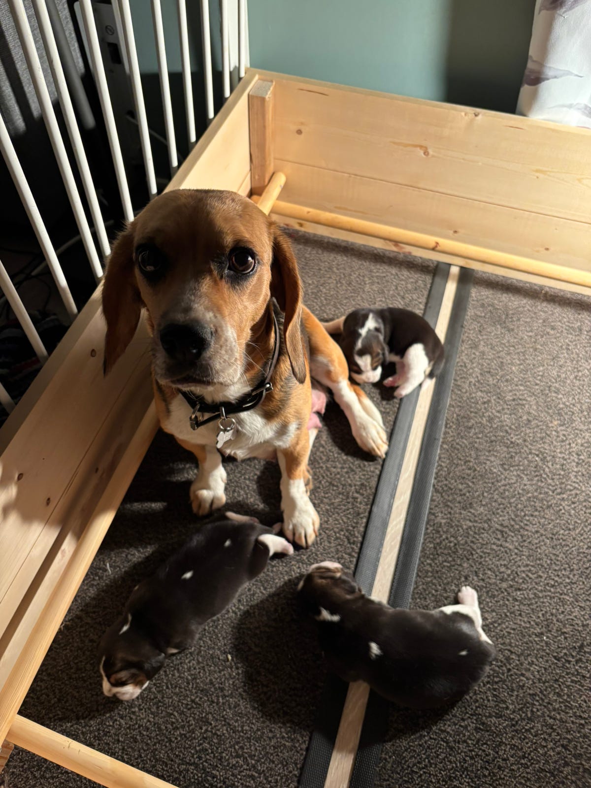 Beagle