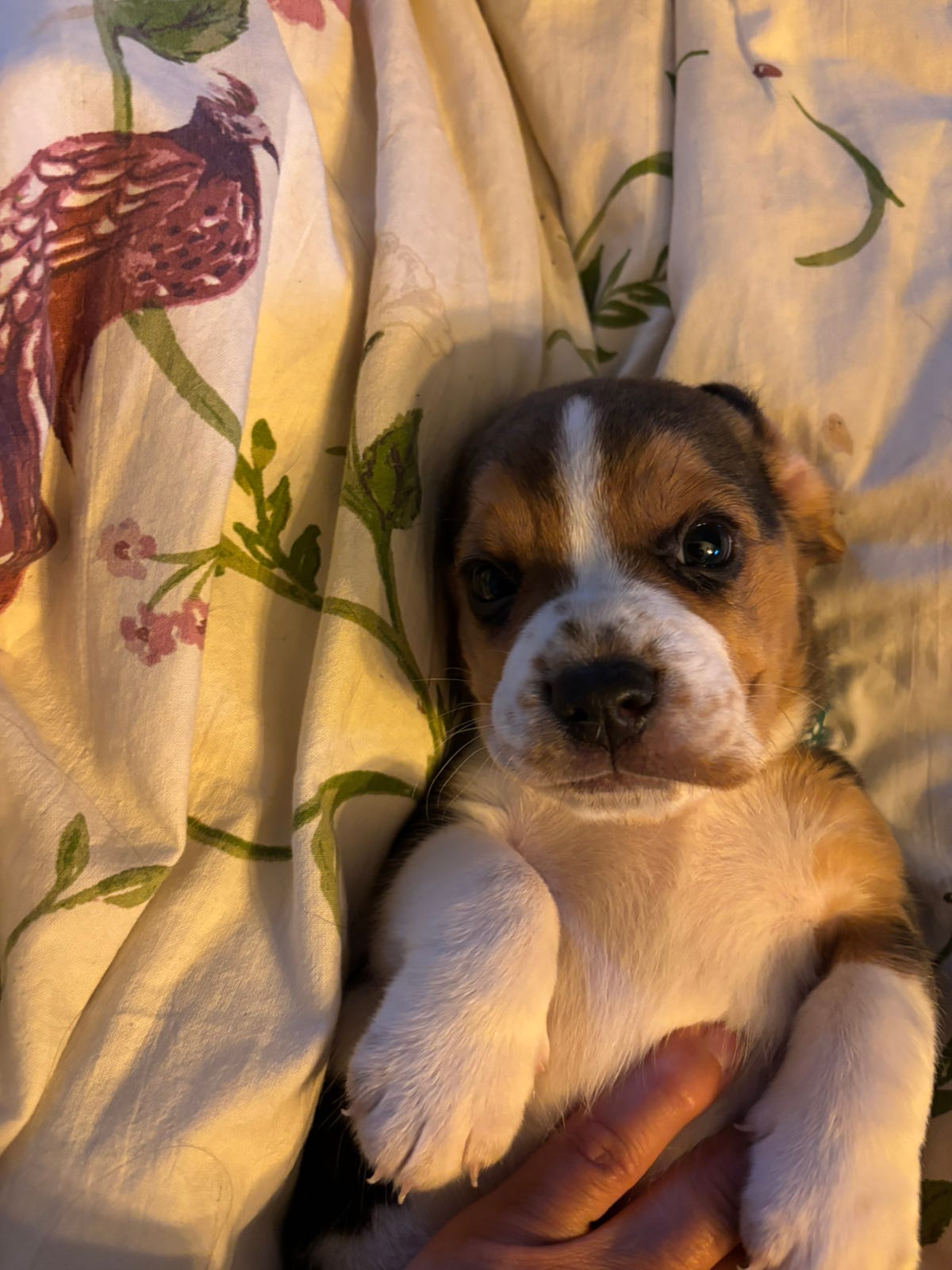 Beagle