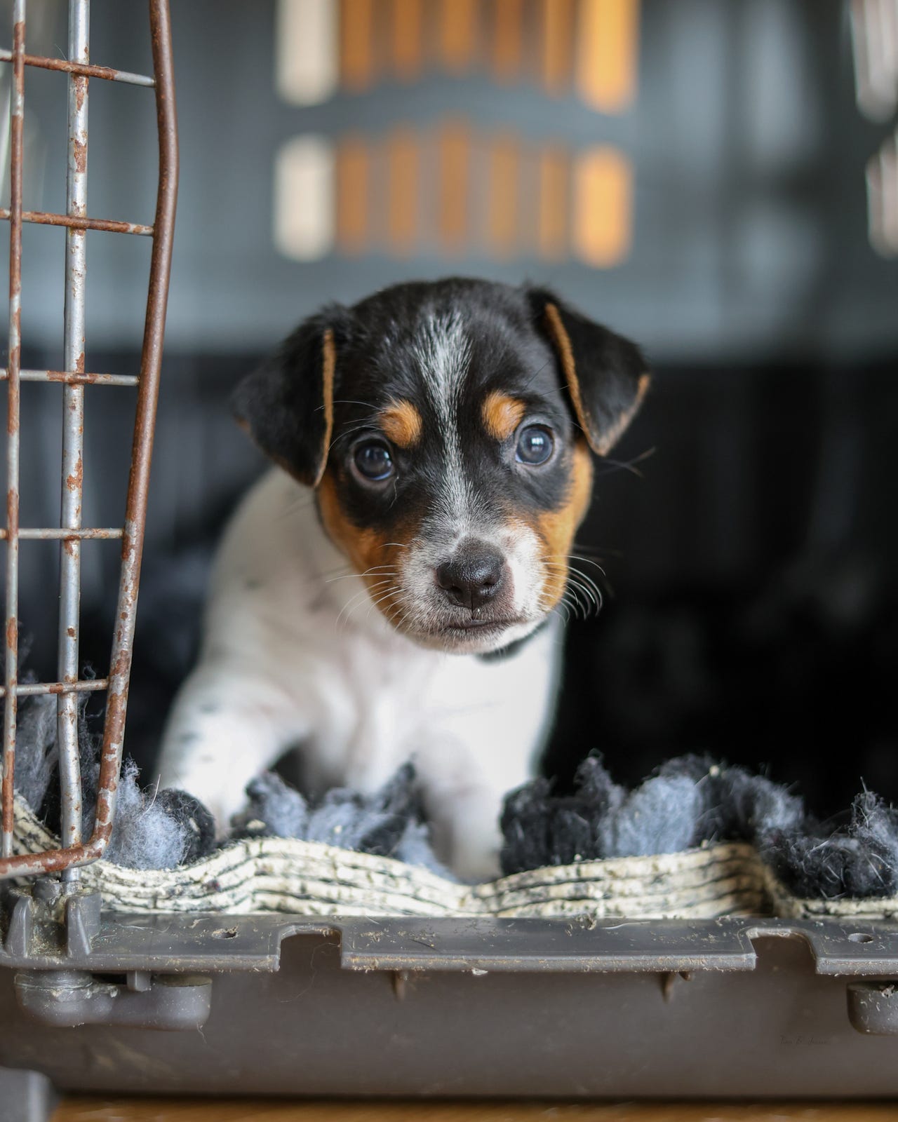 Dansk-svensk gårdshund