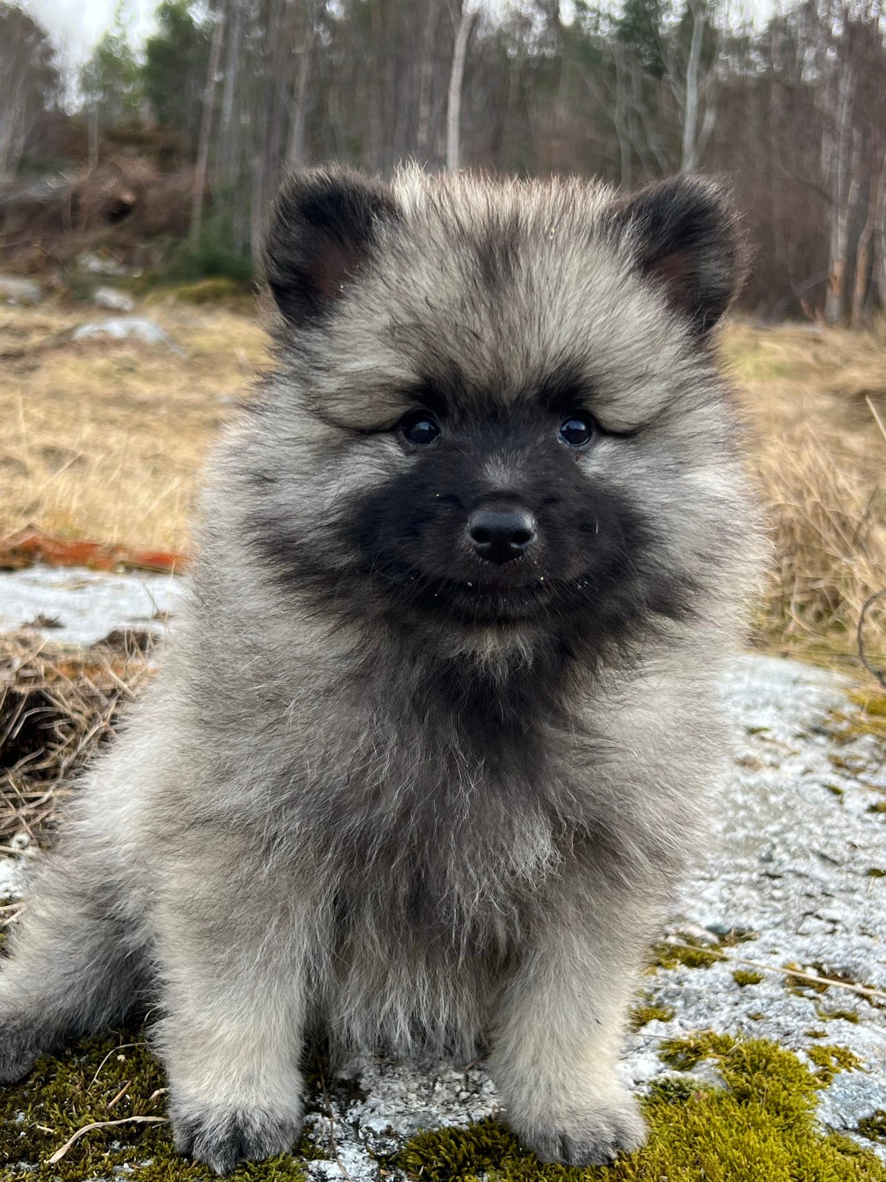 Keeshond