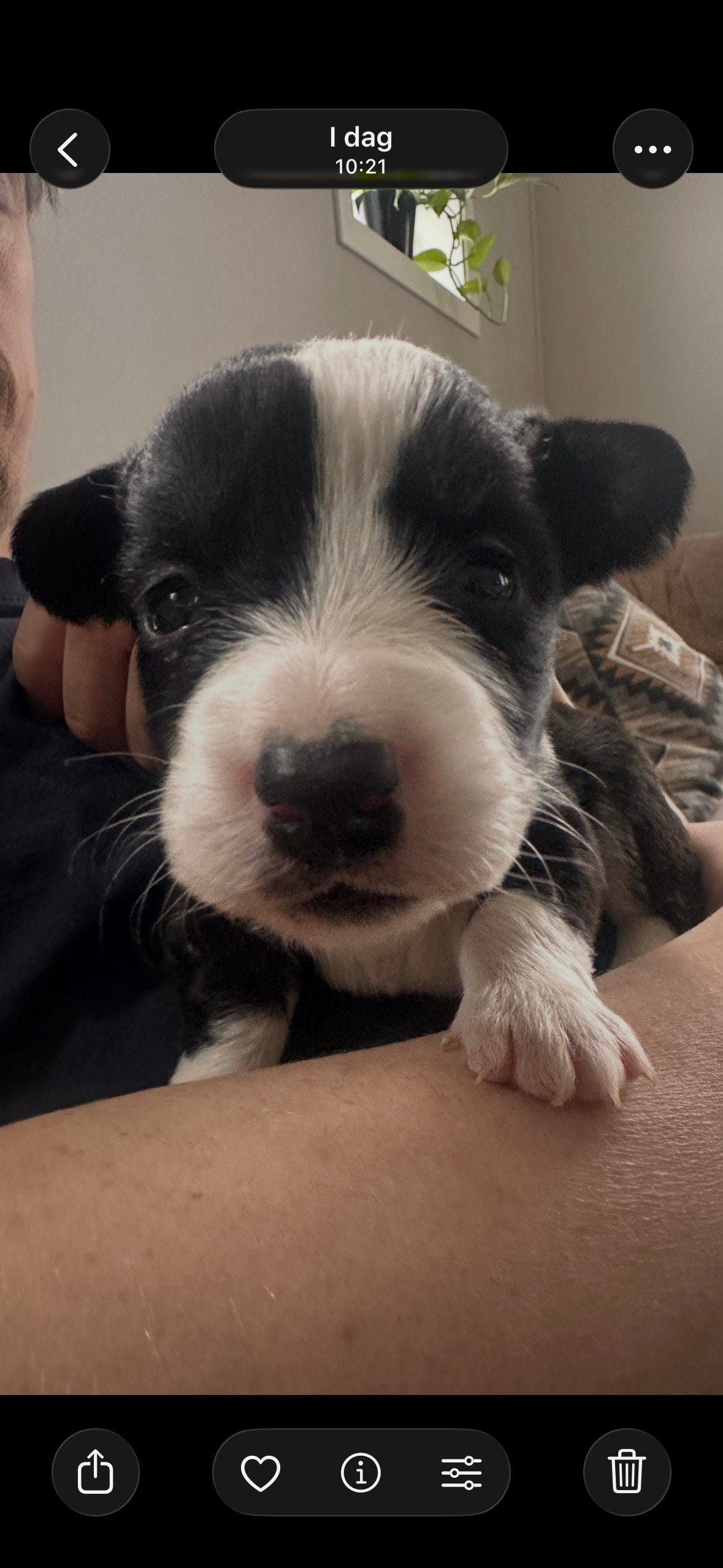 Welsh corgi cardigan