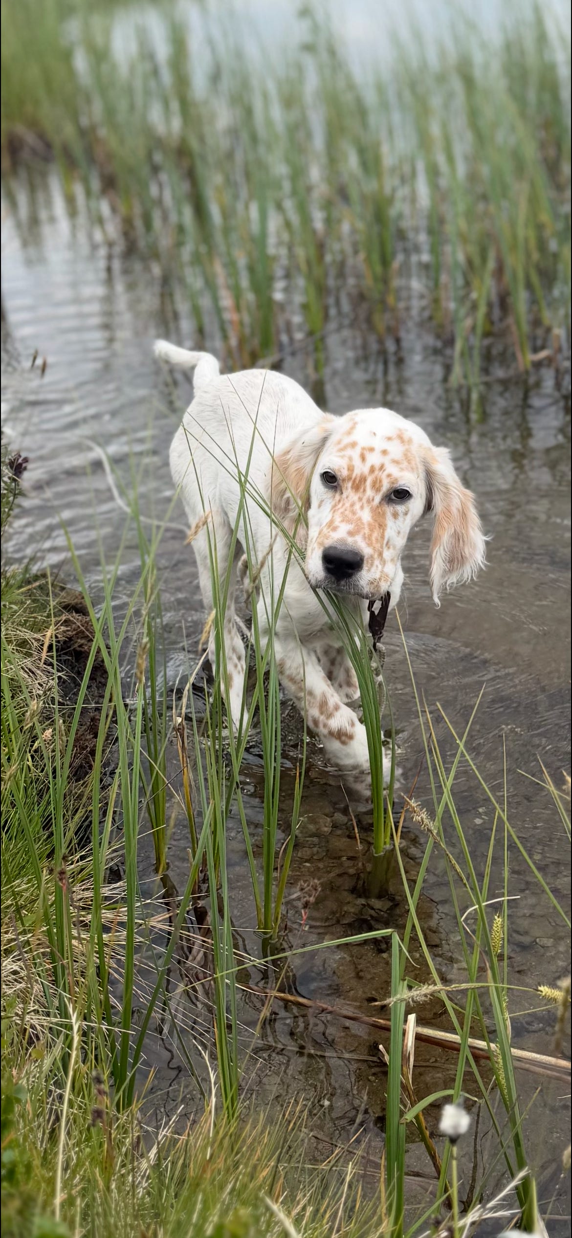 Engelsk setter