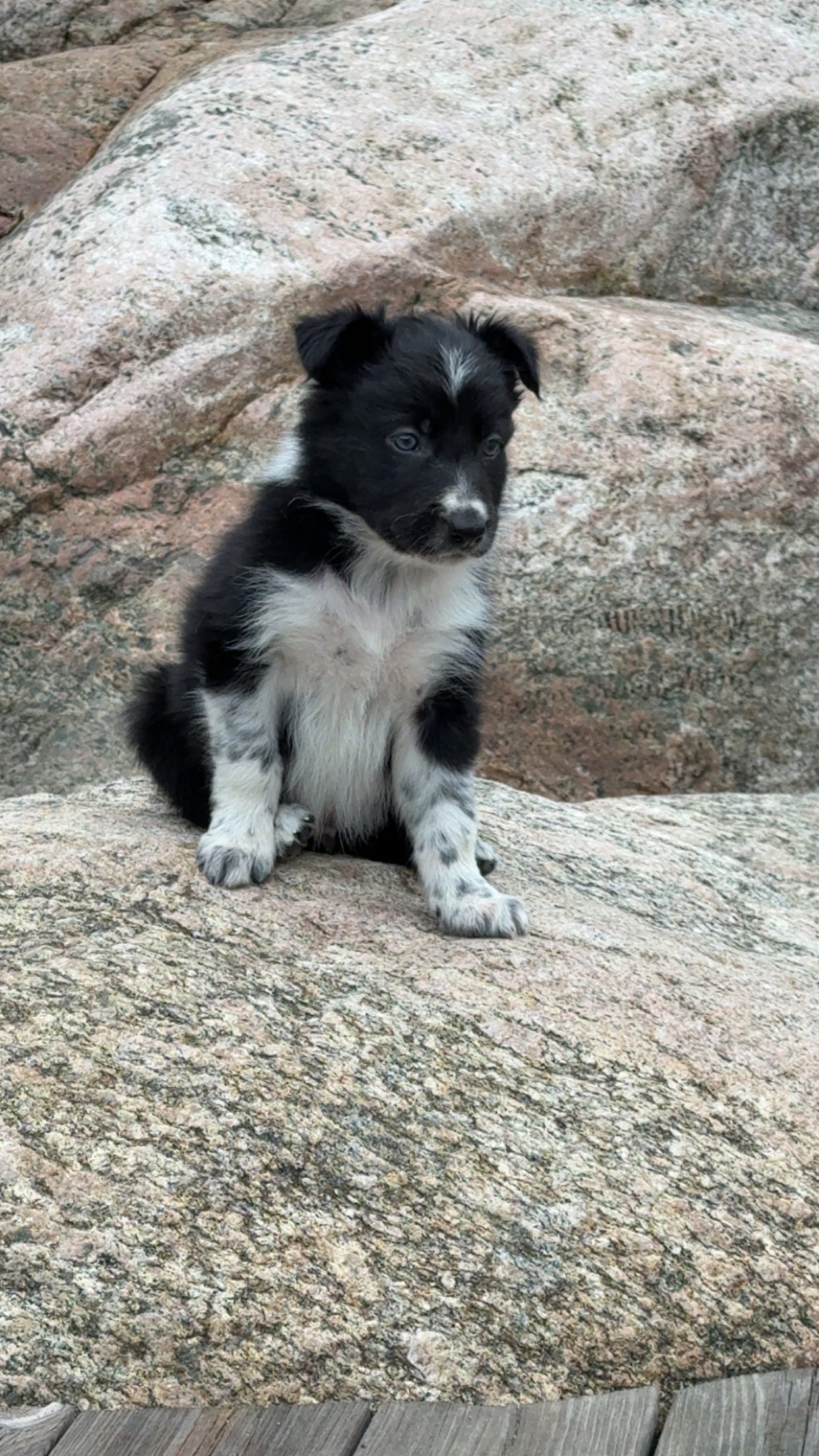 Border collie