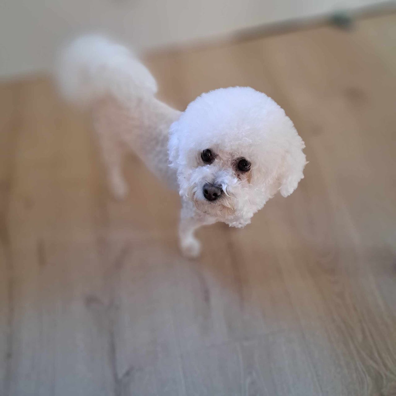 Bichon frisé