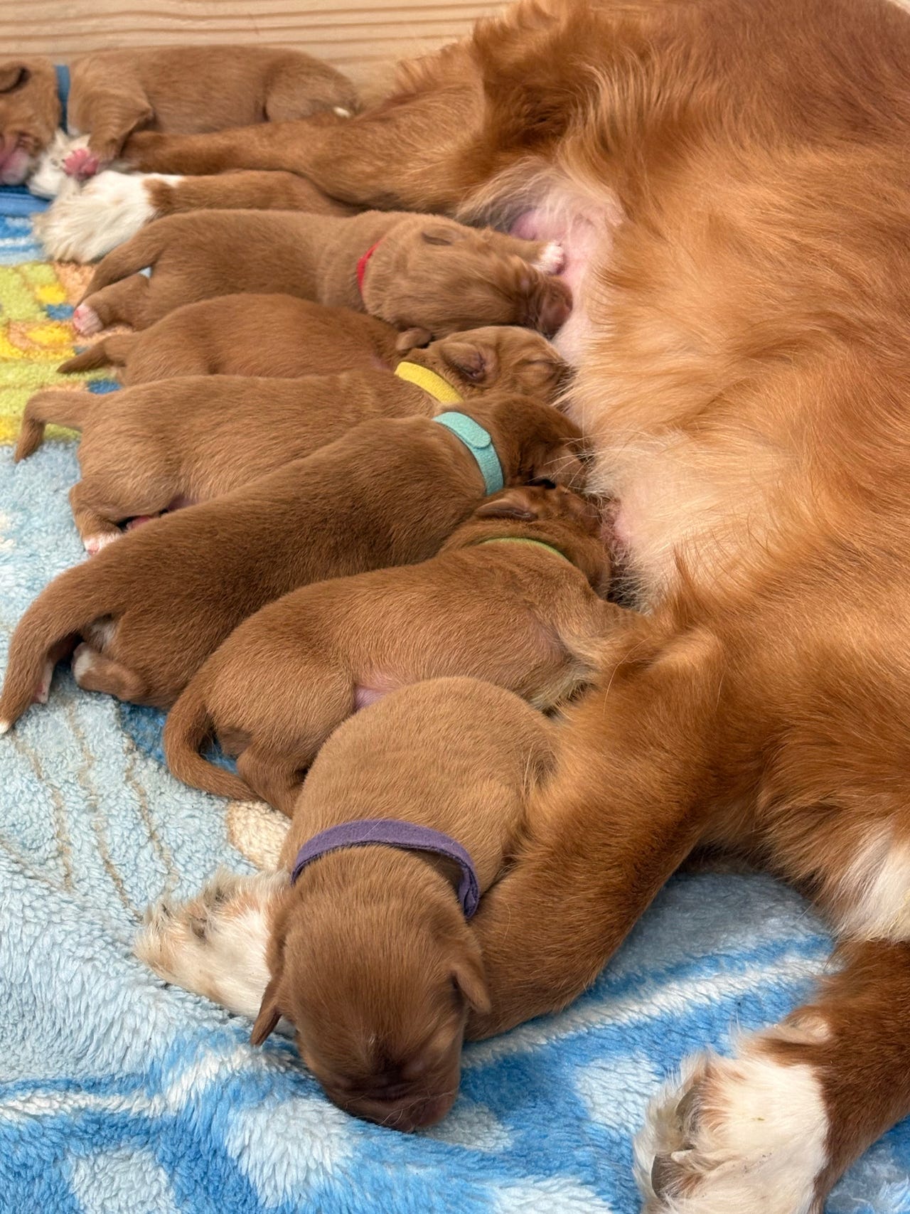 Nova scotia duck tolling retriever