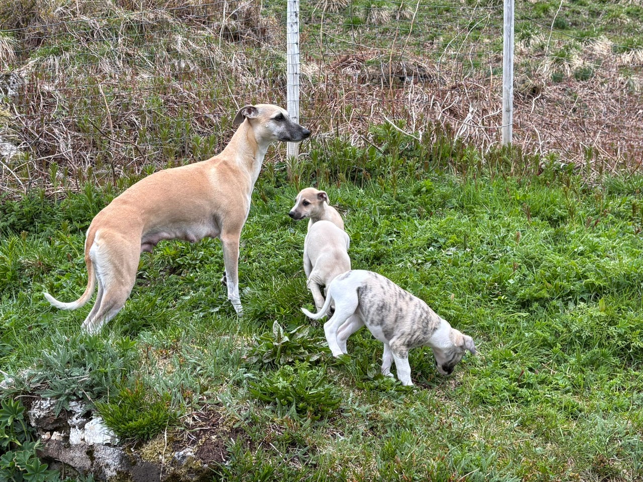 Whippet