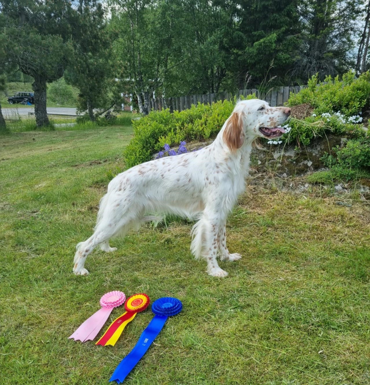 Engelsk setter