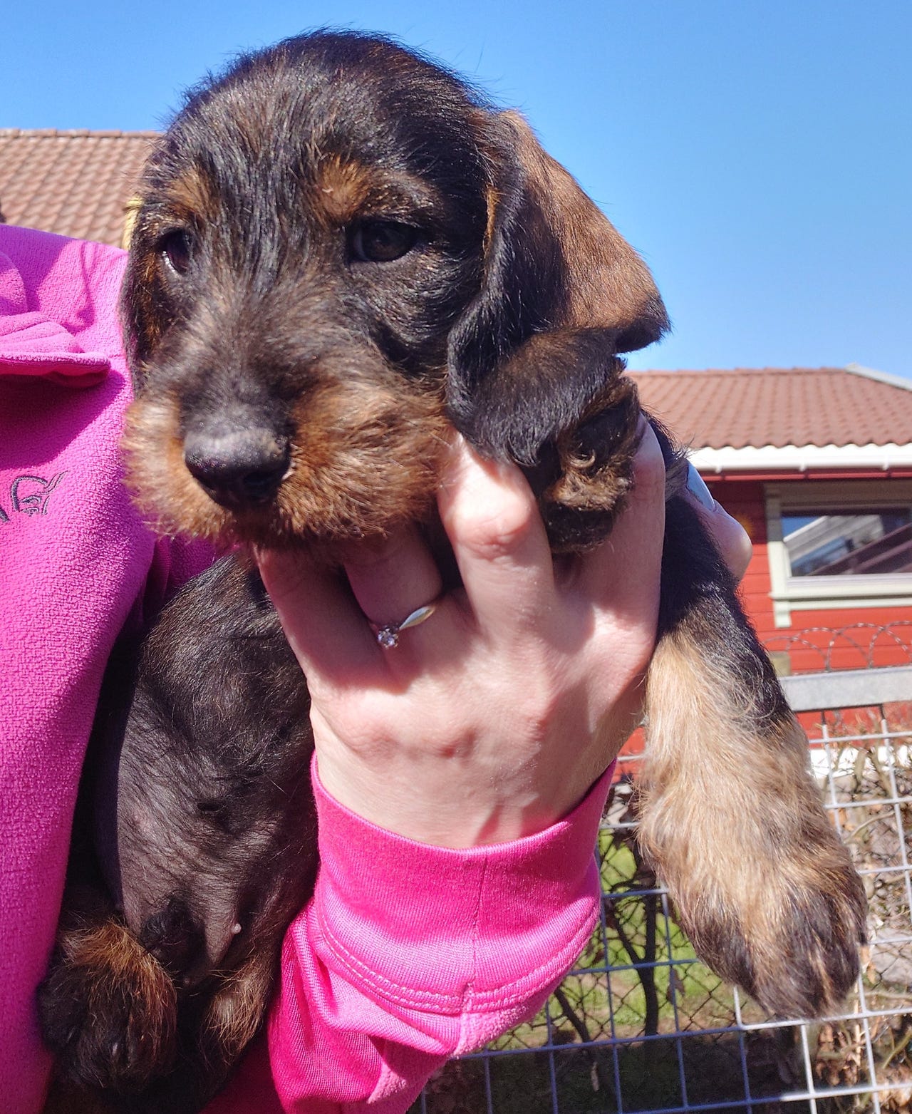 Dachshund strihåret