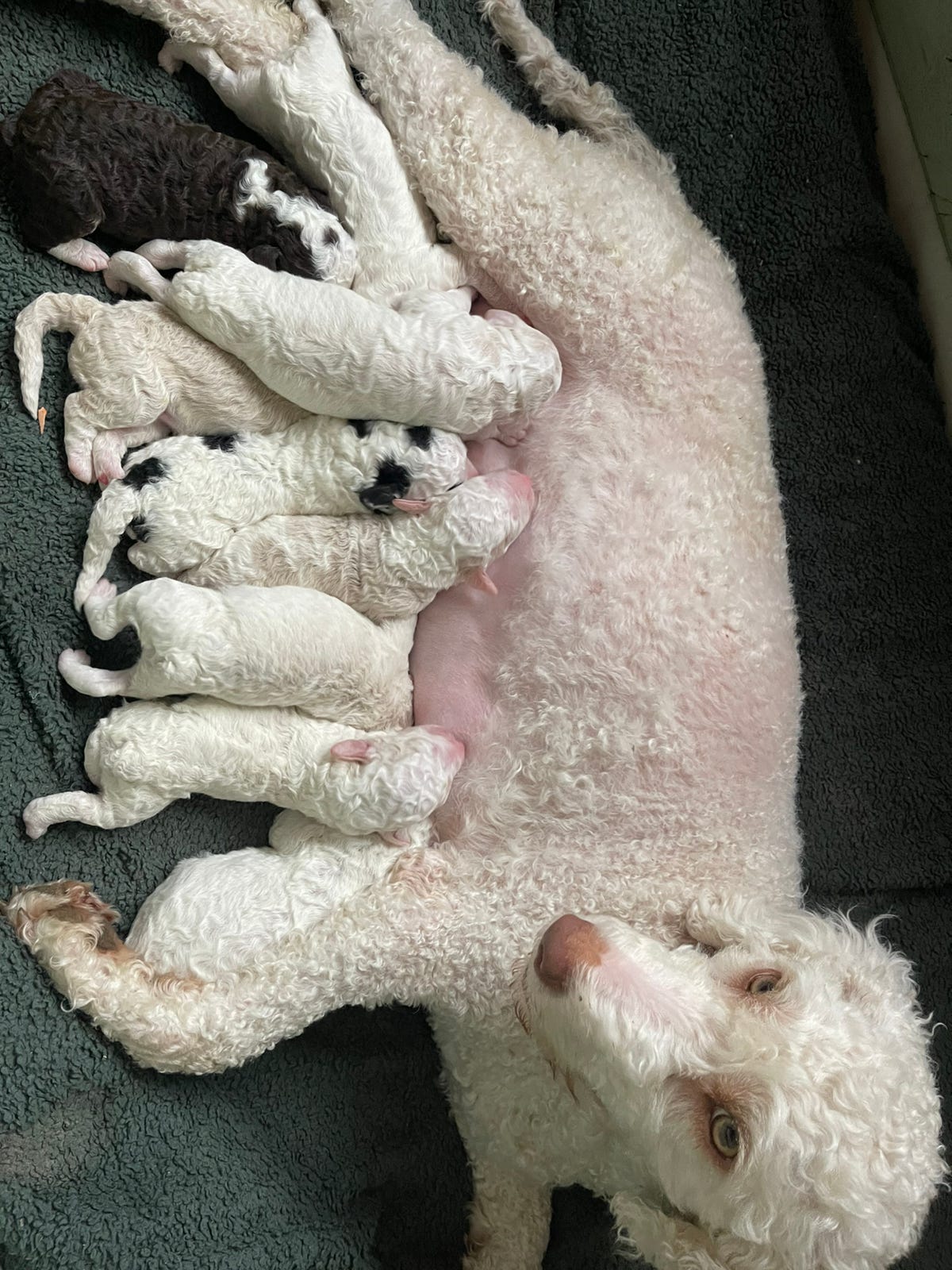 Spansk vannhund