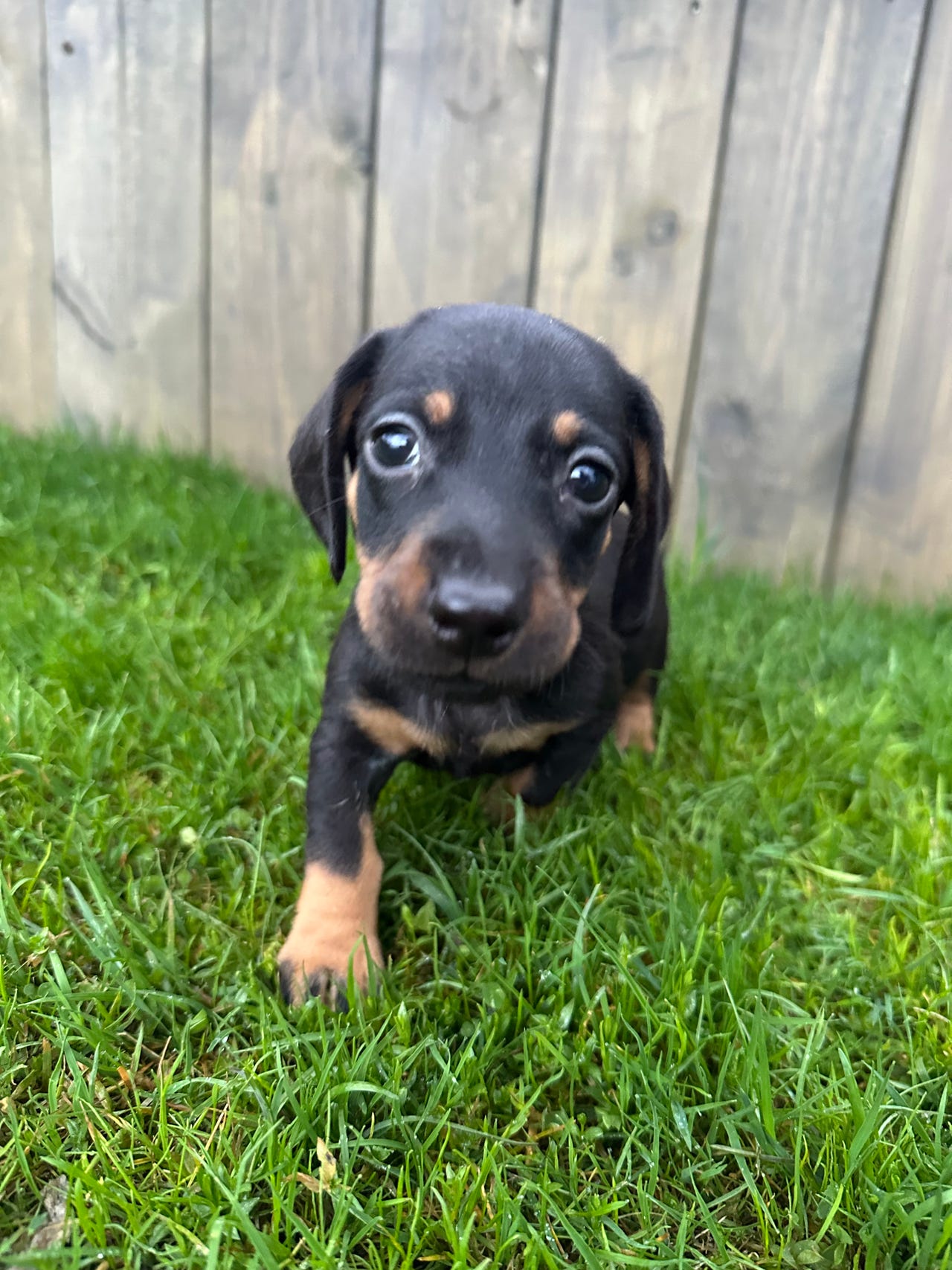 Dachshund korthåret