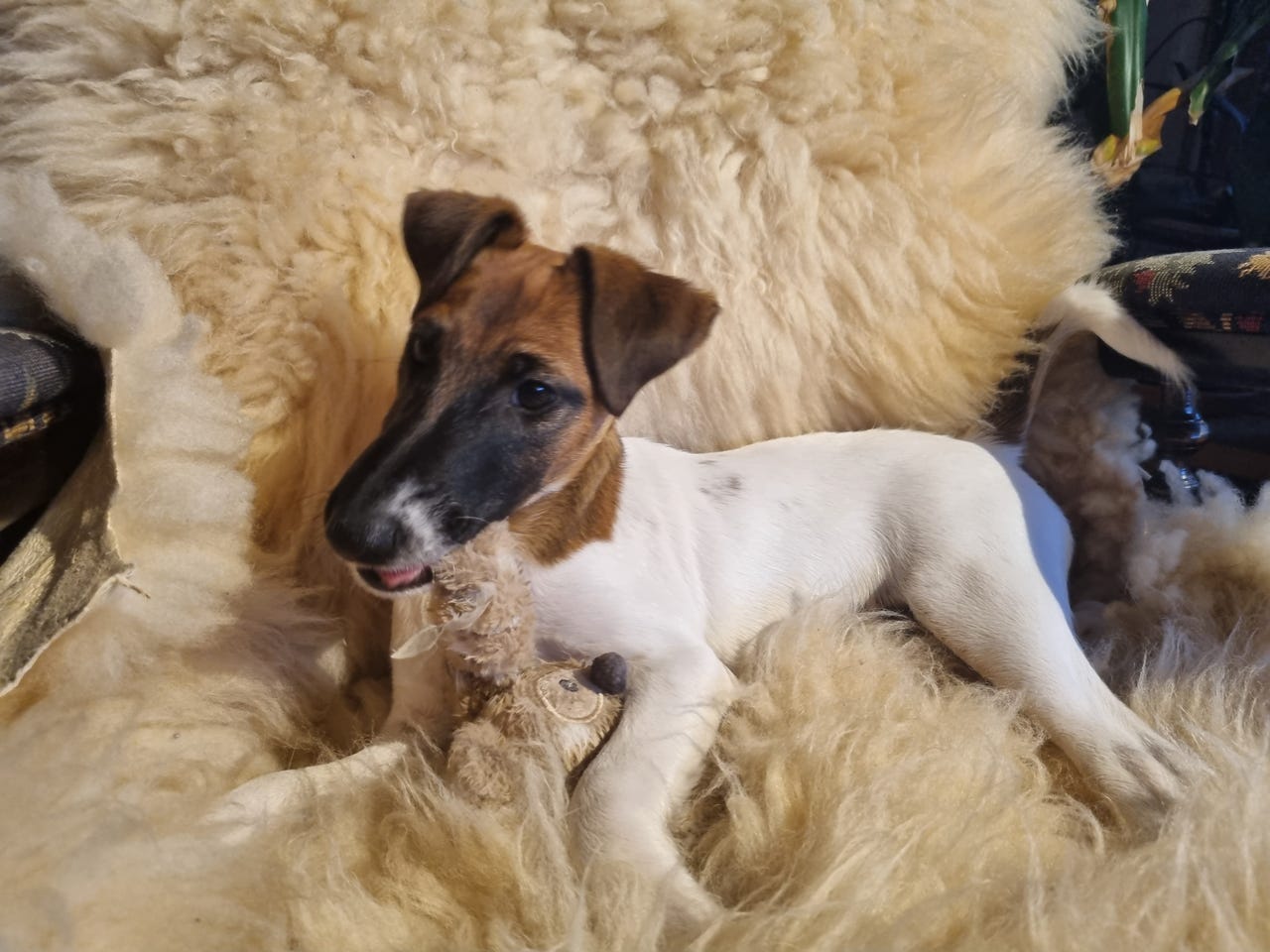 Fox terrier ruhåret