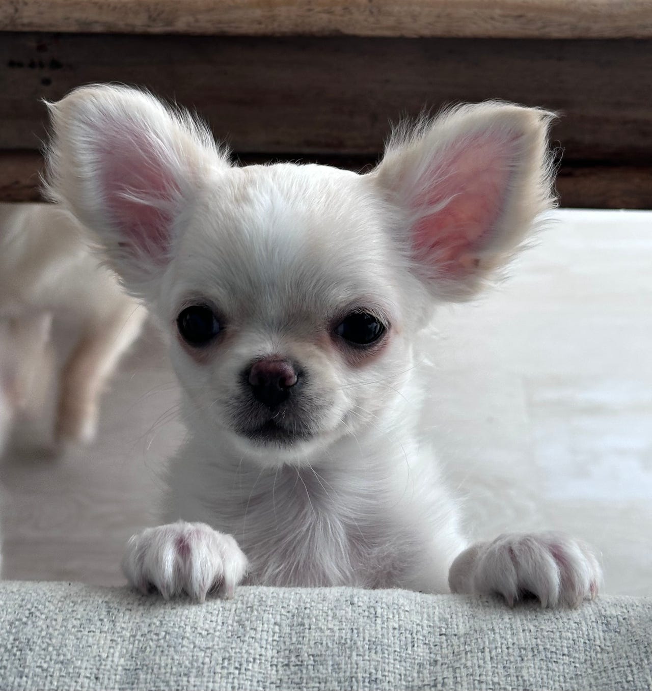 Chihuahua langhåret