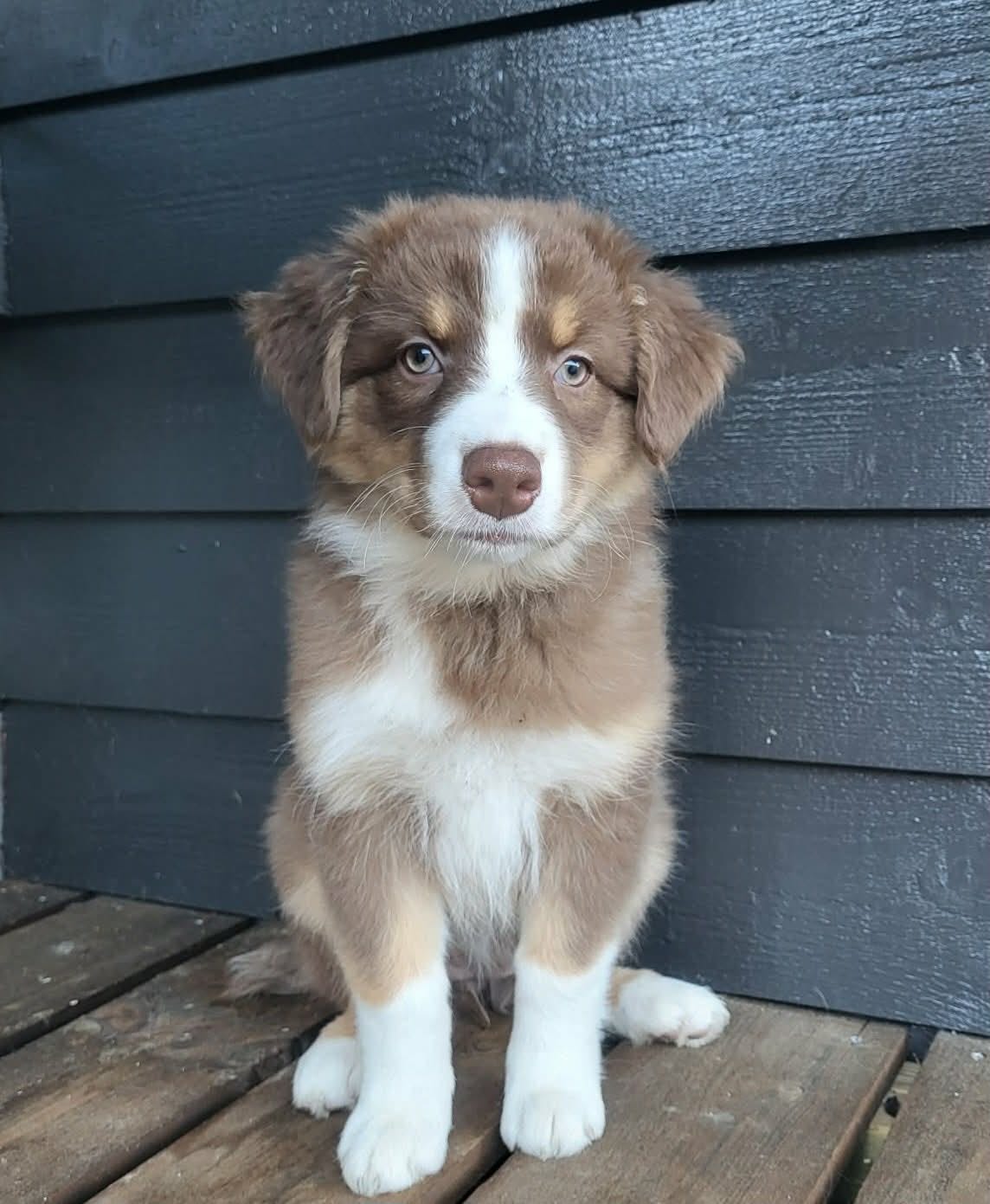 Australian shepherd