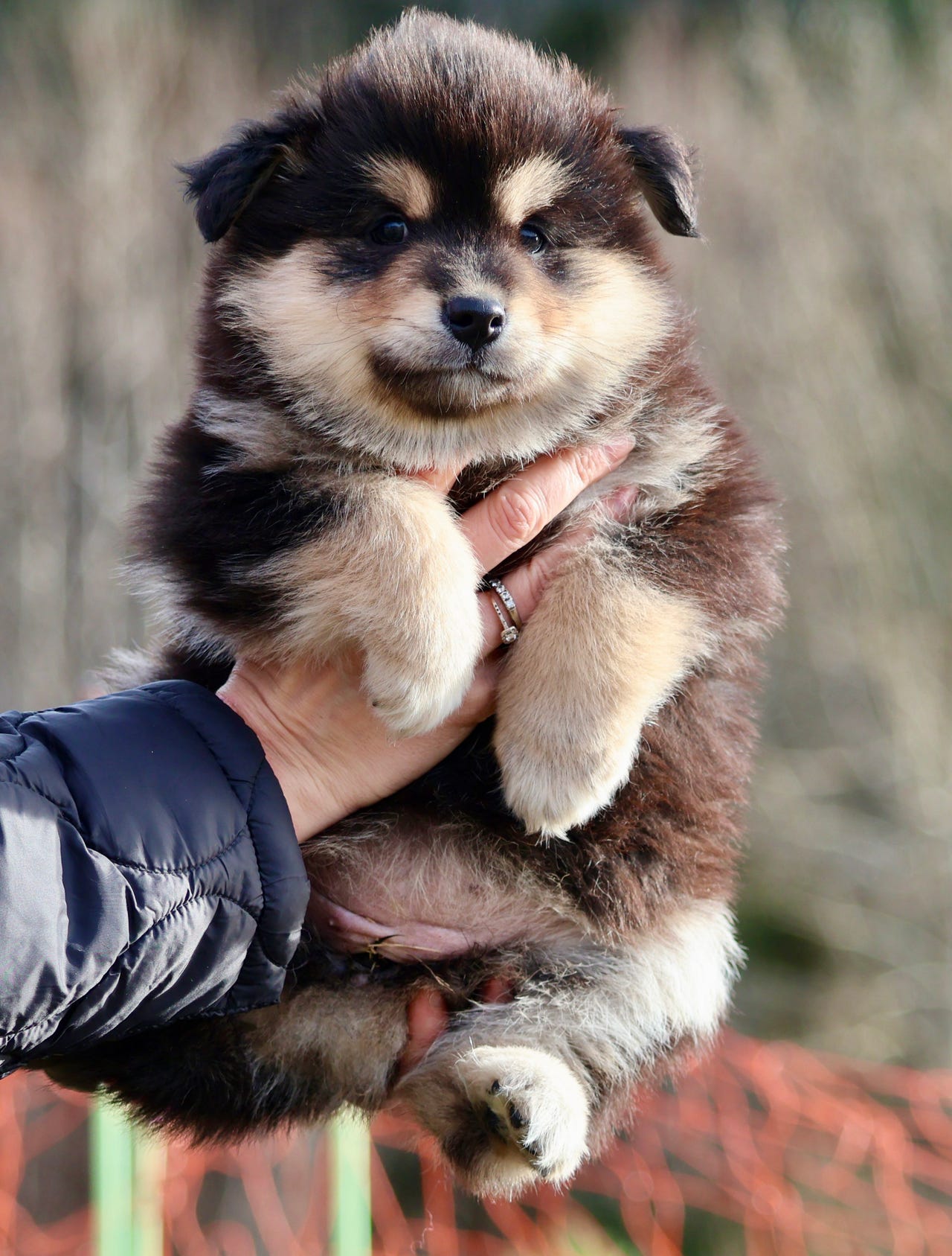 Finsk lapphund