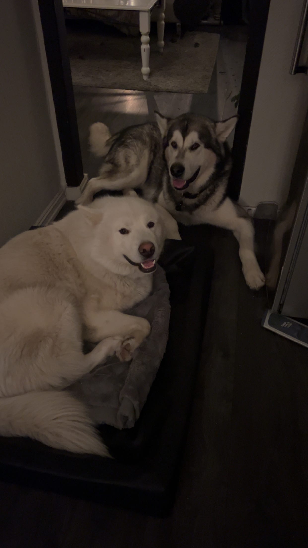 Alaskan malamute