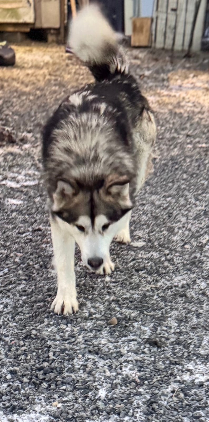 Alaskan malamute