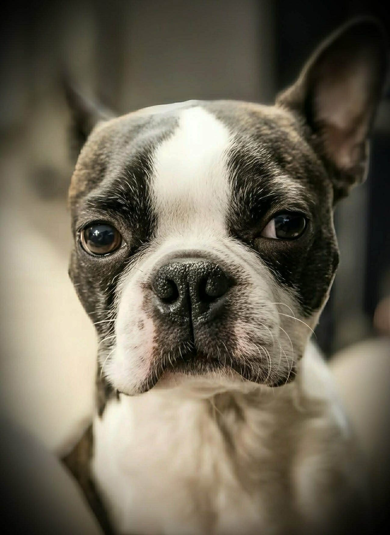 Boston terrier