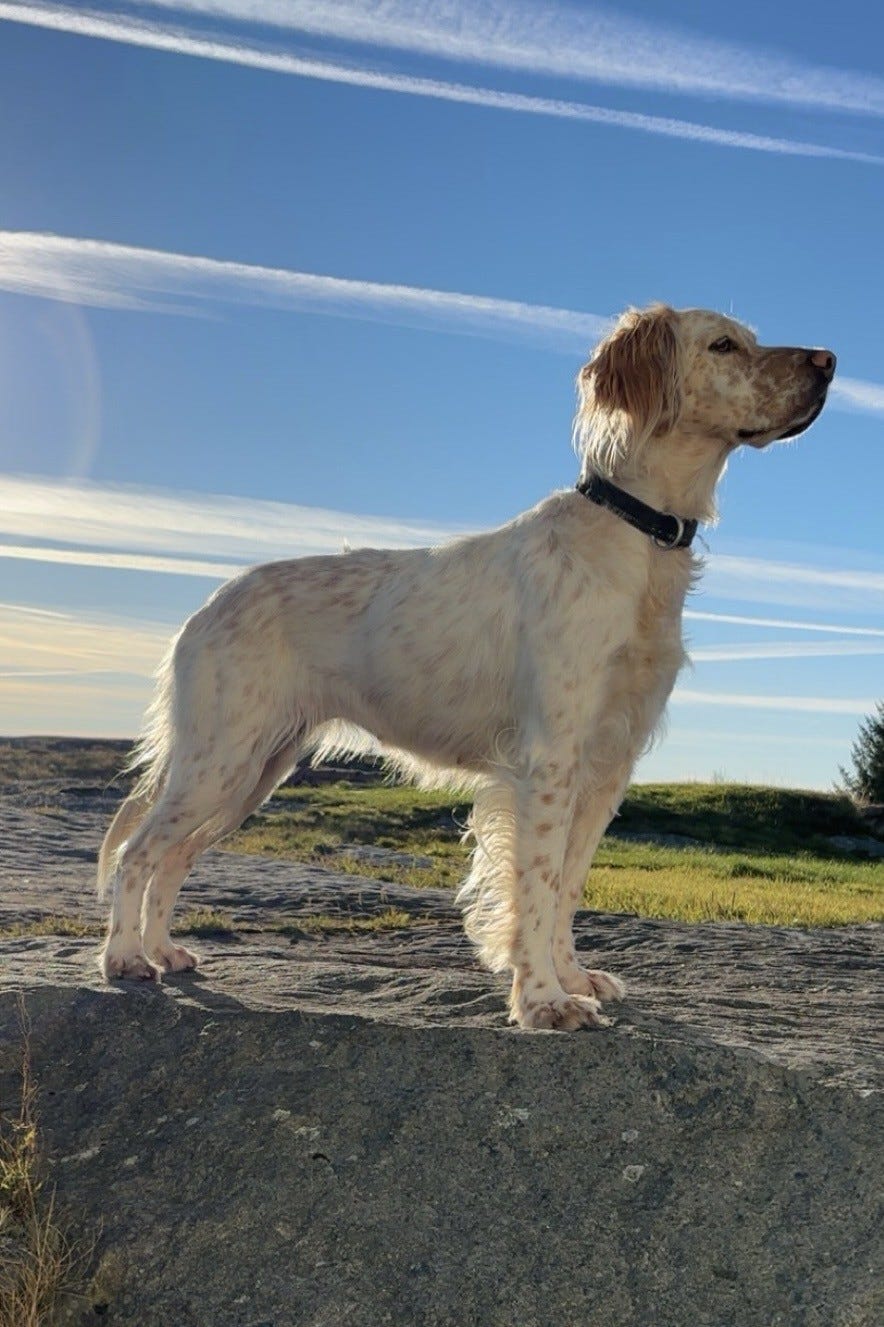 Engelsk setter