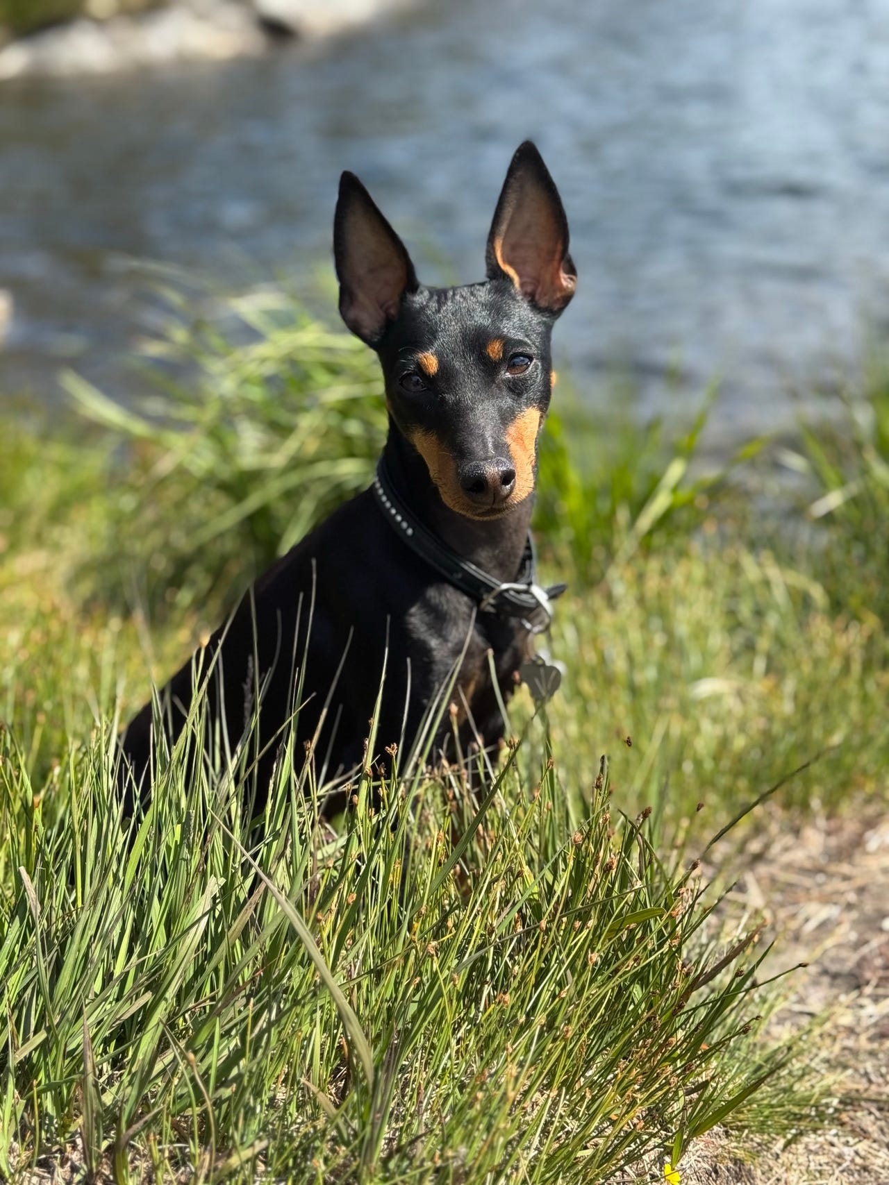 Engelsk toy terrier