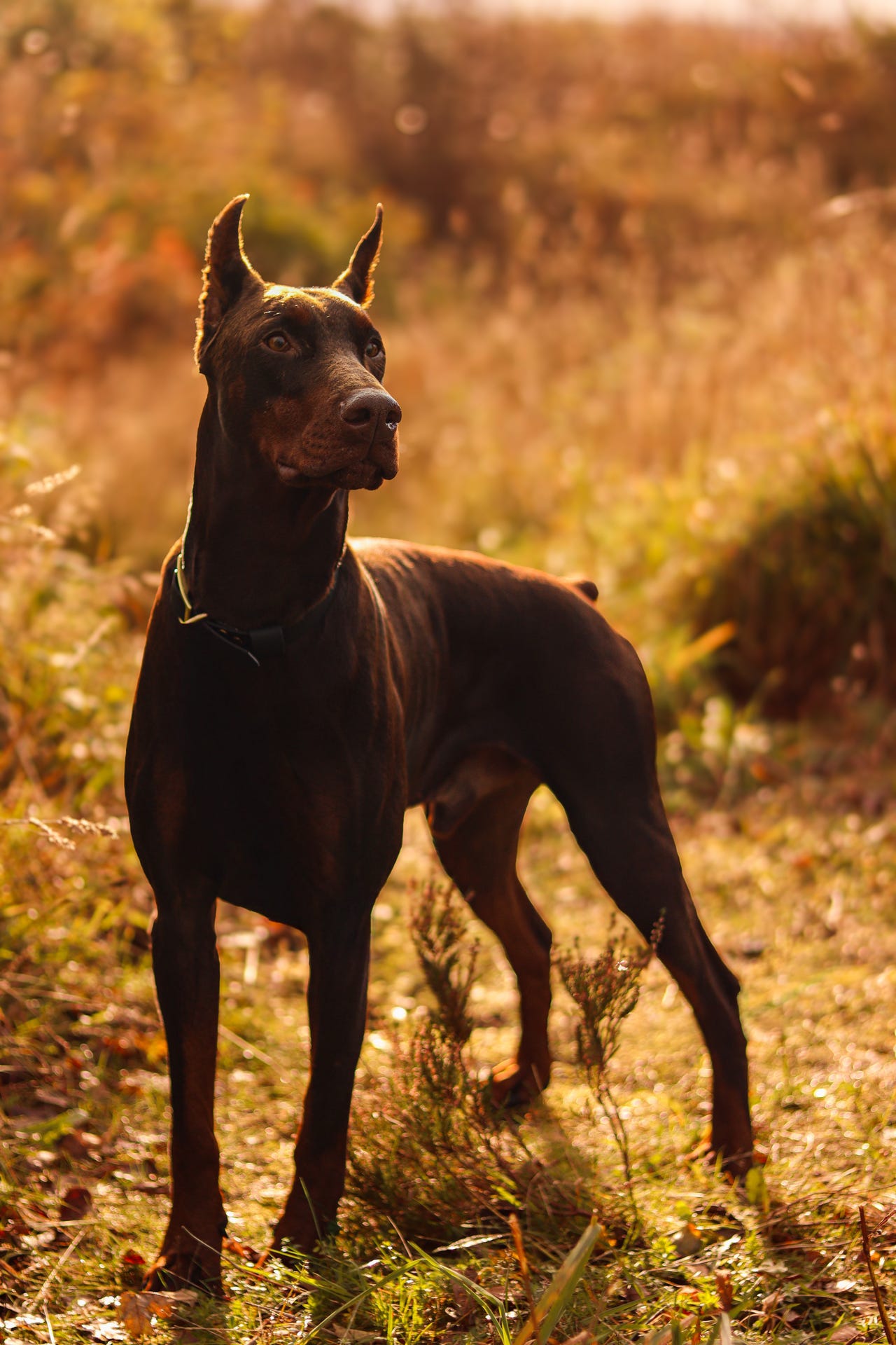 Dobermann