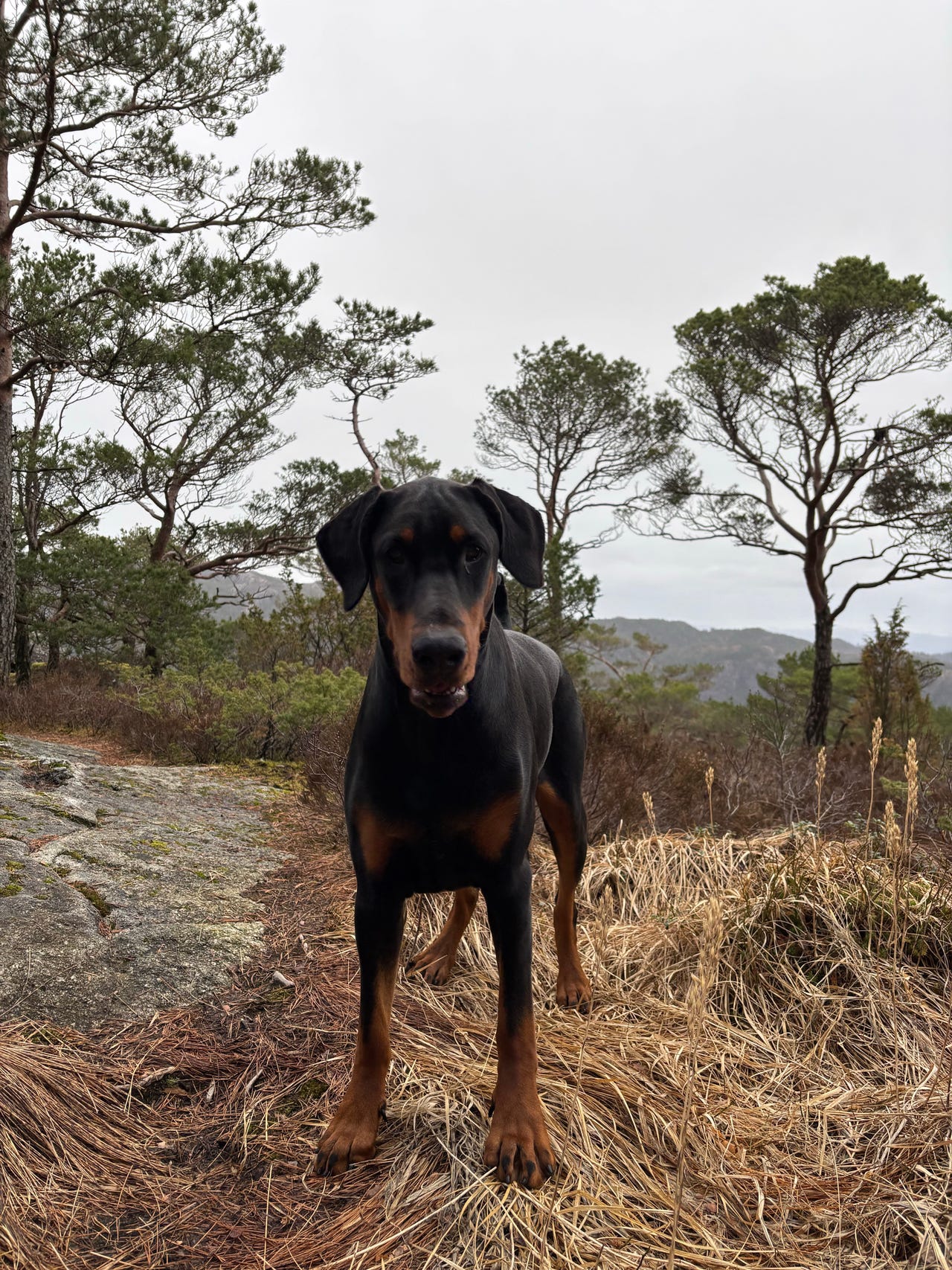 Dobermann
