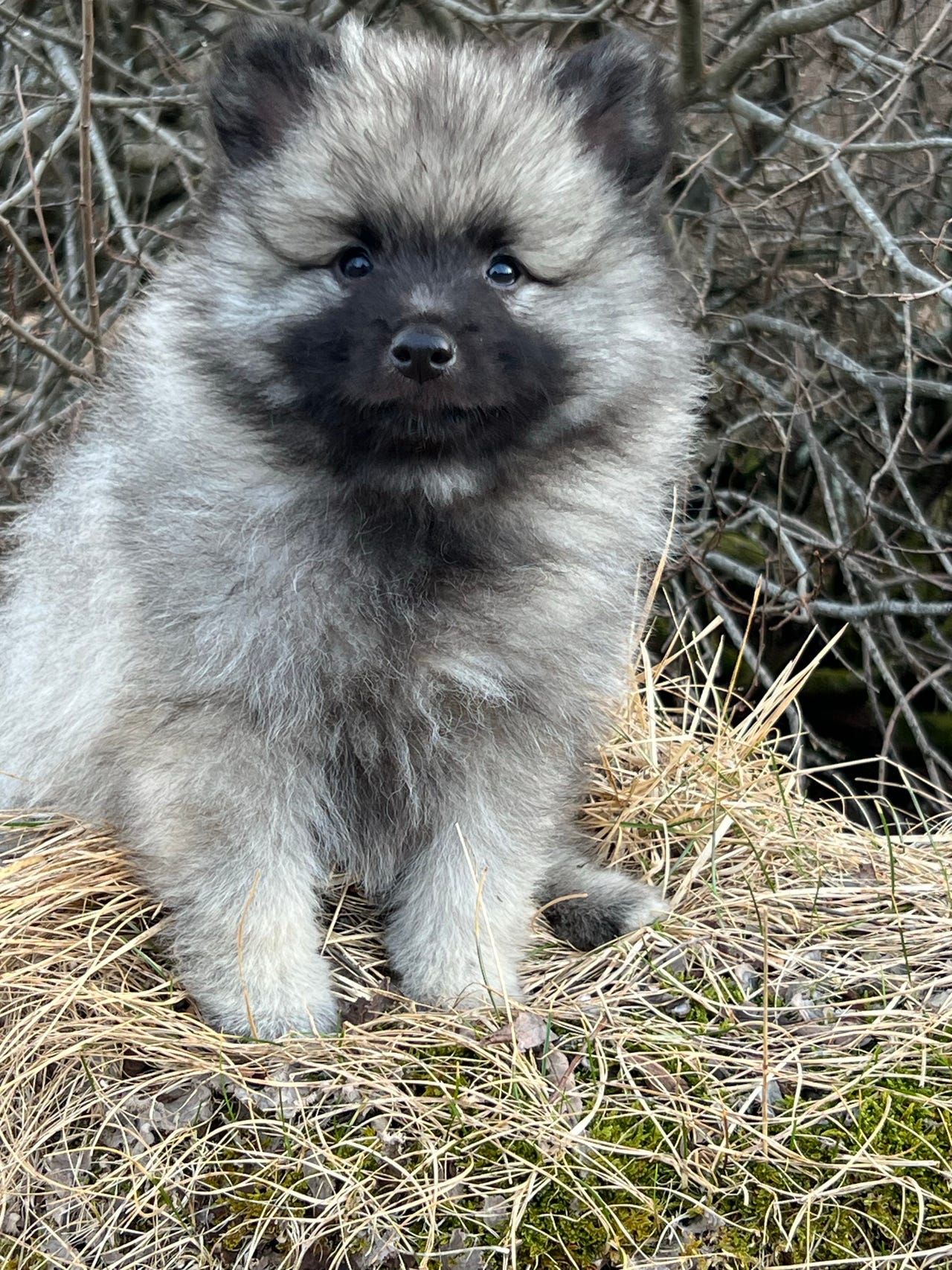 Keeshond
