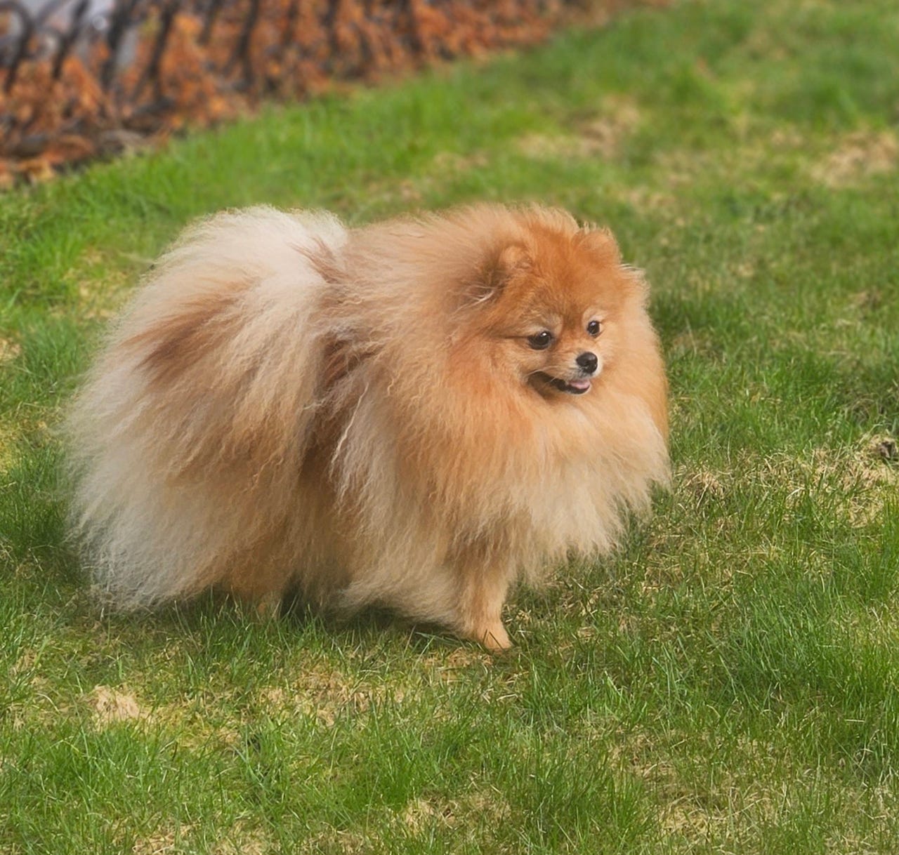 Pomeranian