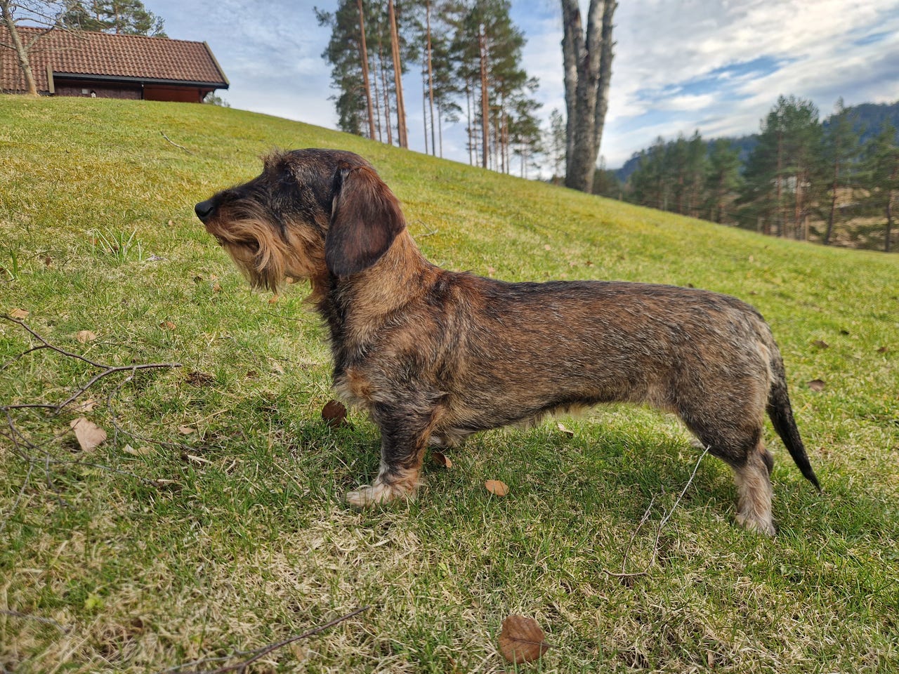 Dachshund strihåret