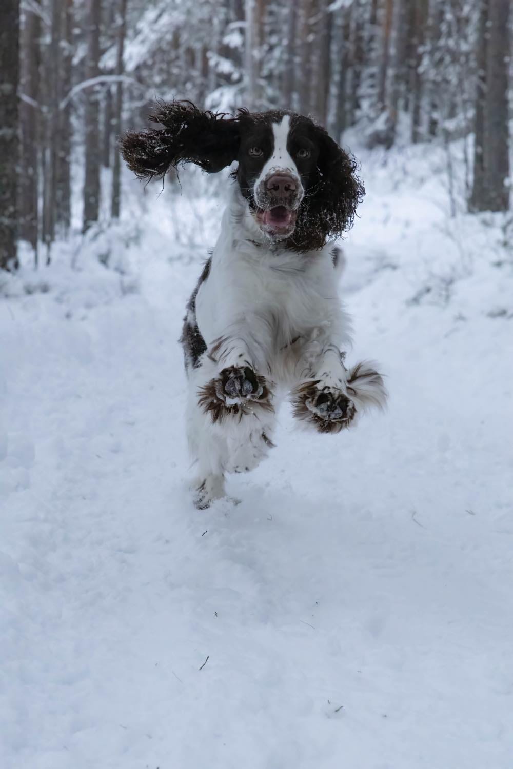 Engelsk springer spaniel