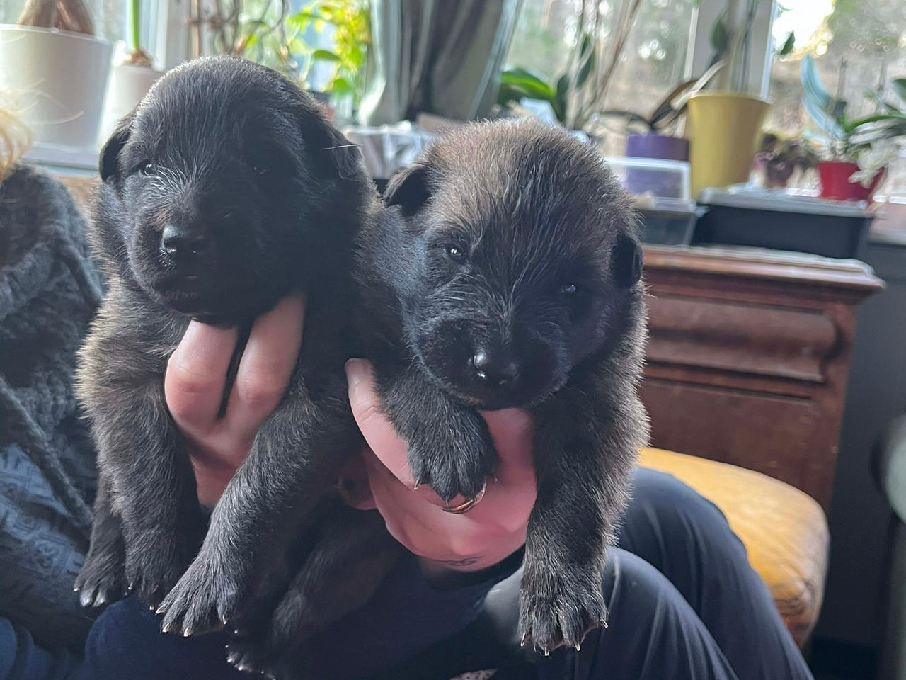 Belgisk fårehund, tervueren