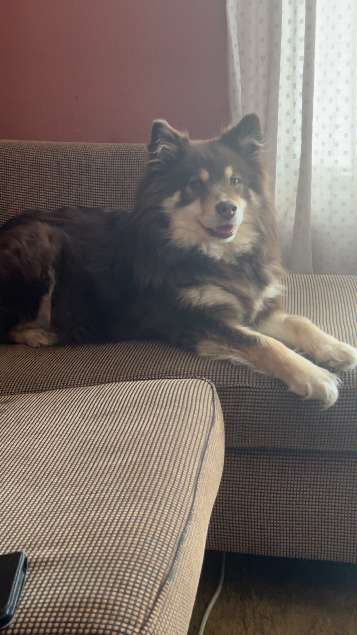 Finsk lapphund