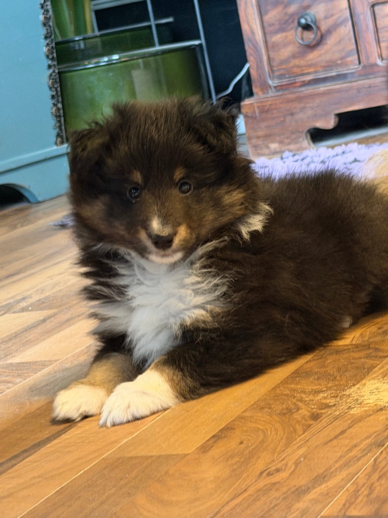 Shetland sheepdog