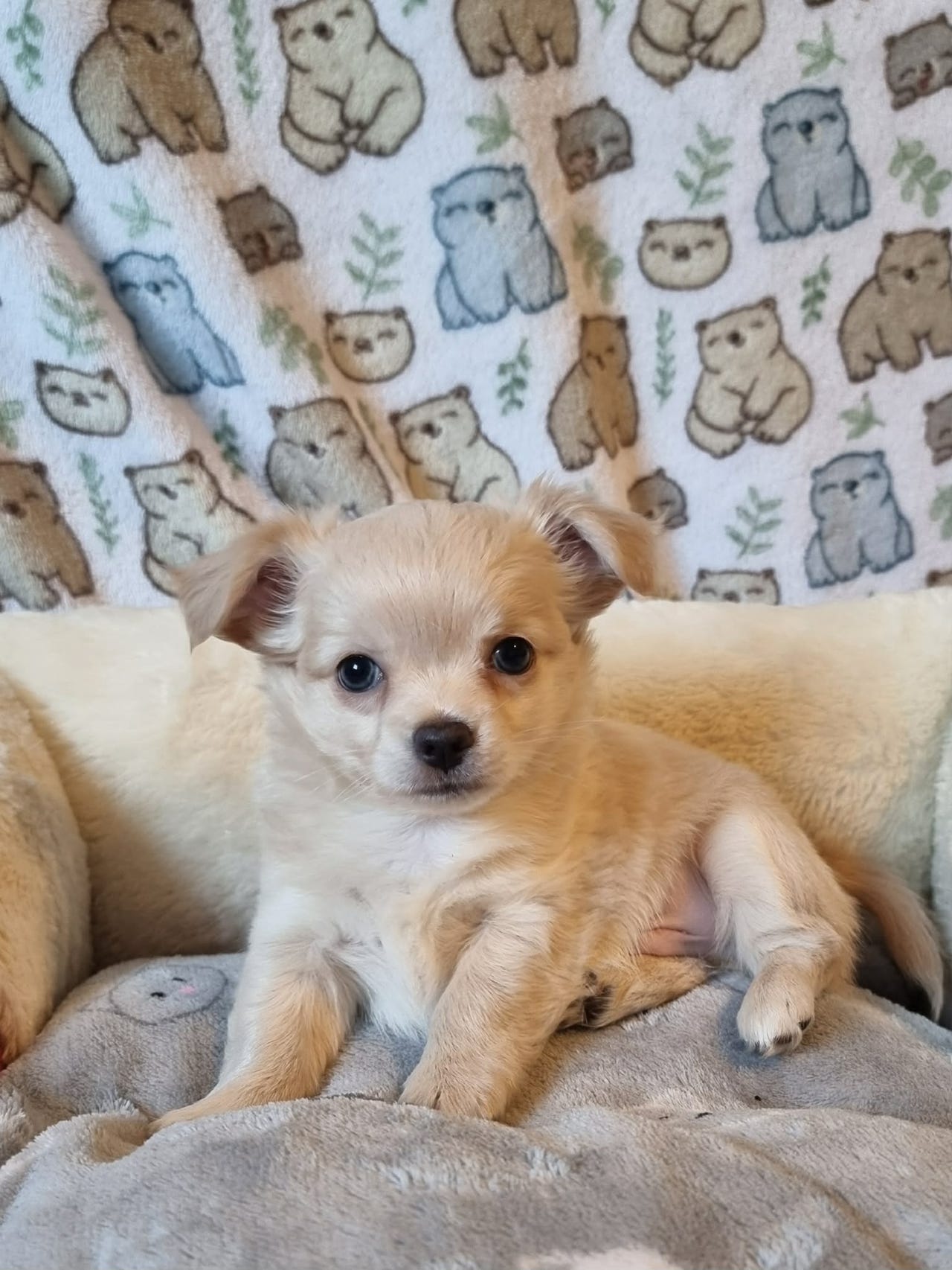 Chihuahua langhåret