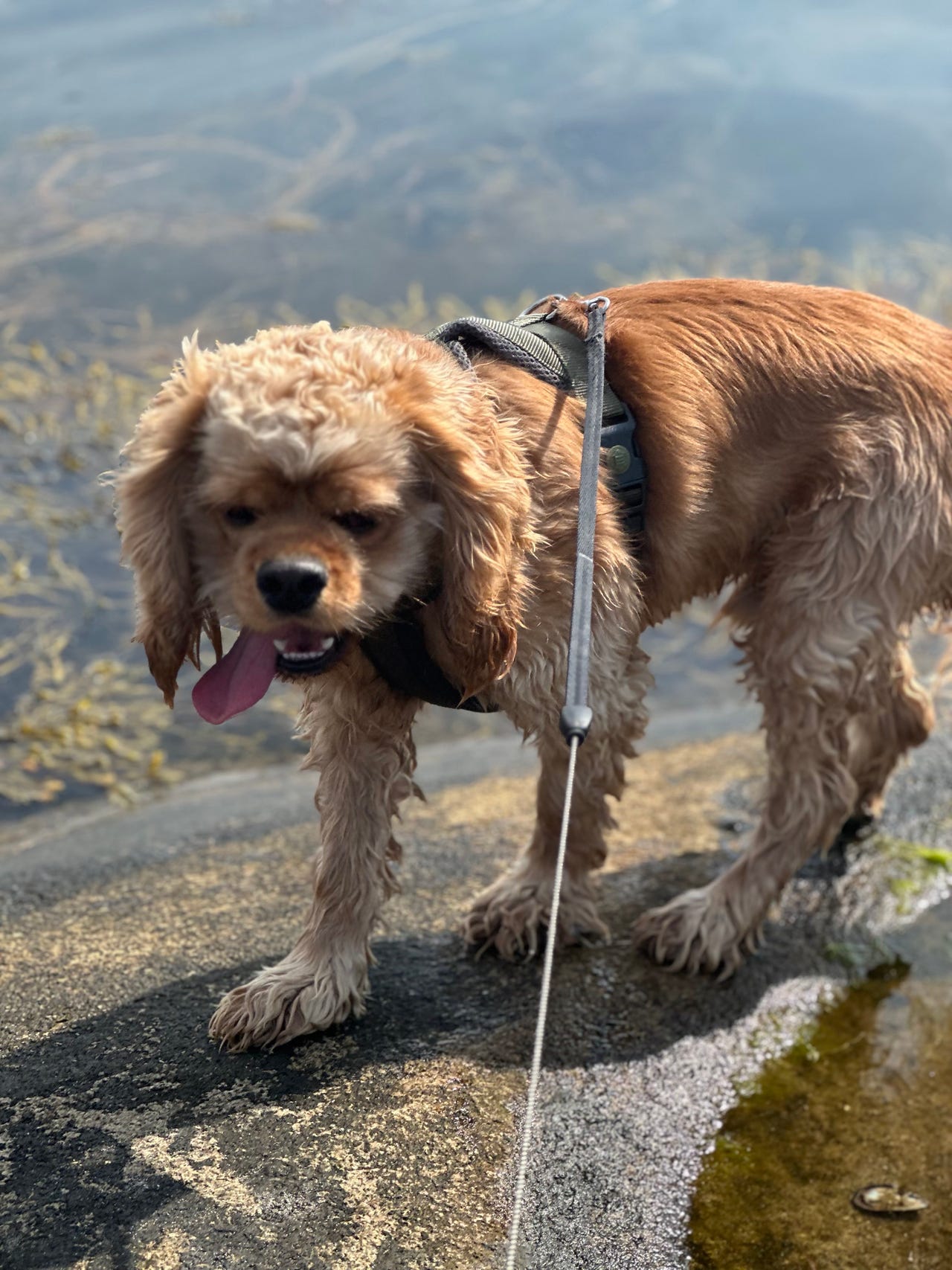 Amerikansk cocker spaniel