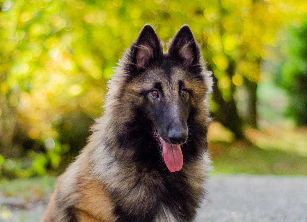 Belgisk fårehund, tervueren